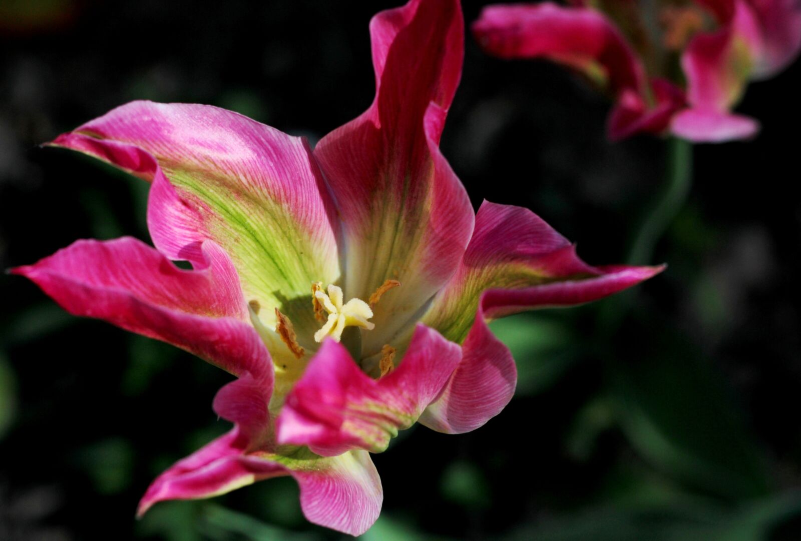 Canon EOS 600D (Rebel EOS T3i / EOS Kiss X5) + Canon EF 50mm F1.8 STM sample photo. Tulip, pink, green photography