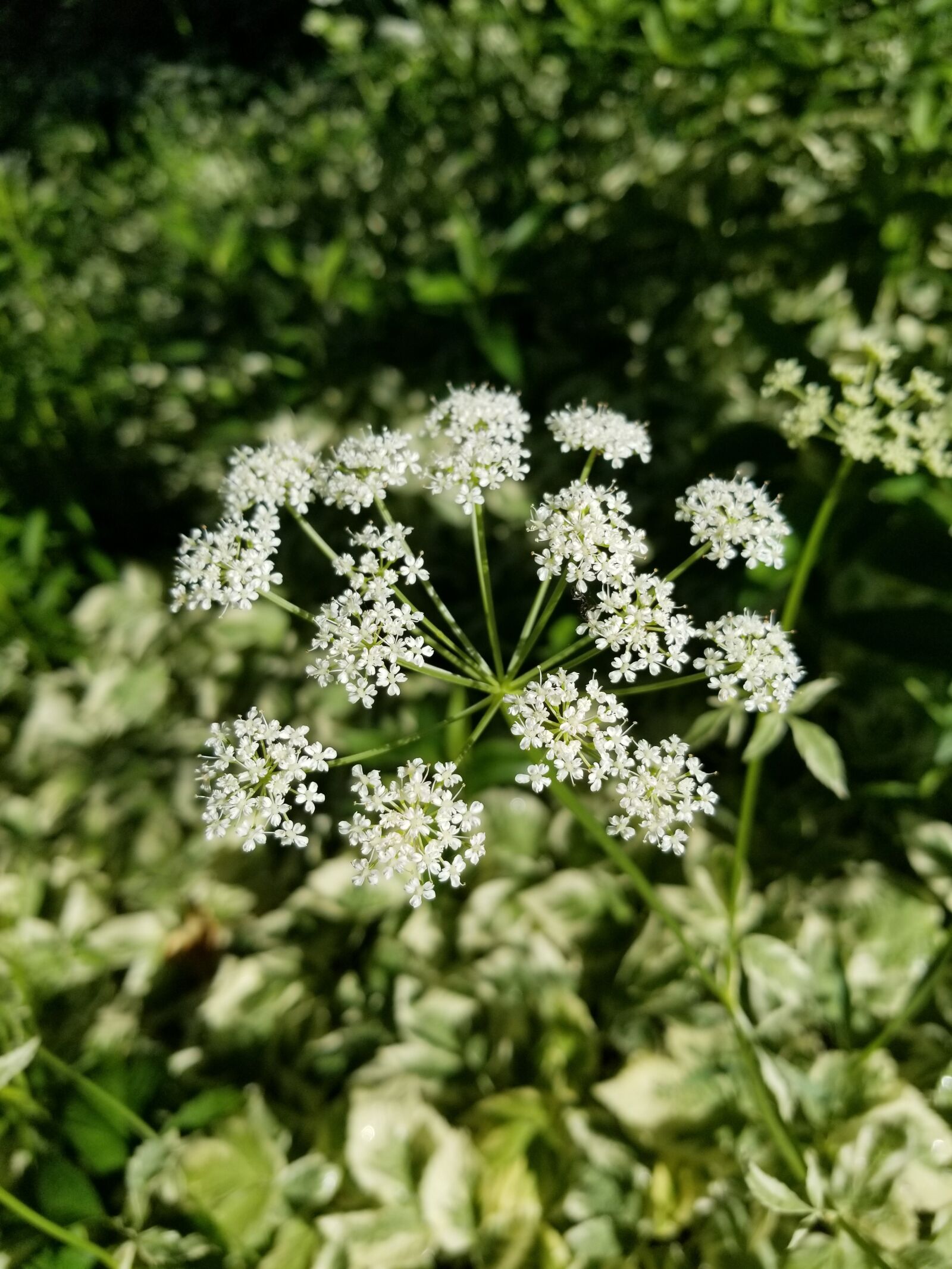 Samsung Galaxy S8+ sample photo. Flower, white, greenery photography