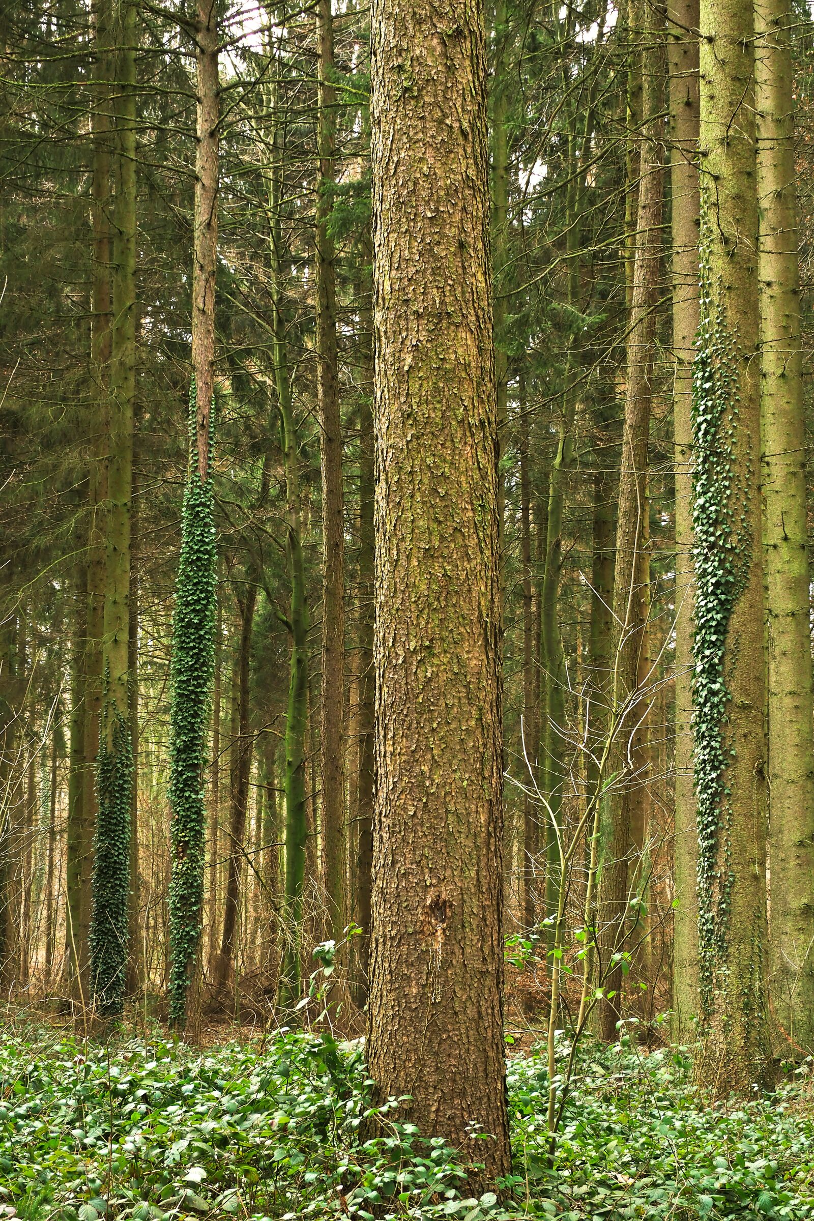 Olympus OM-D E-M10 sample photo. Forest, trees, nature photography