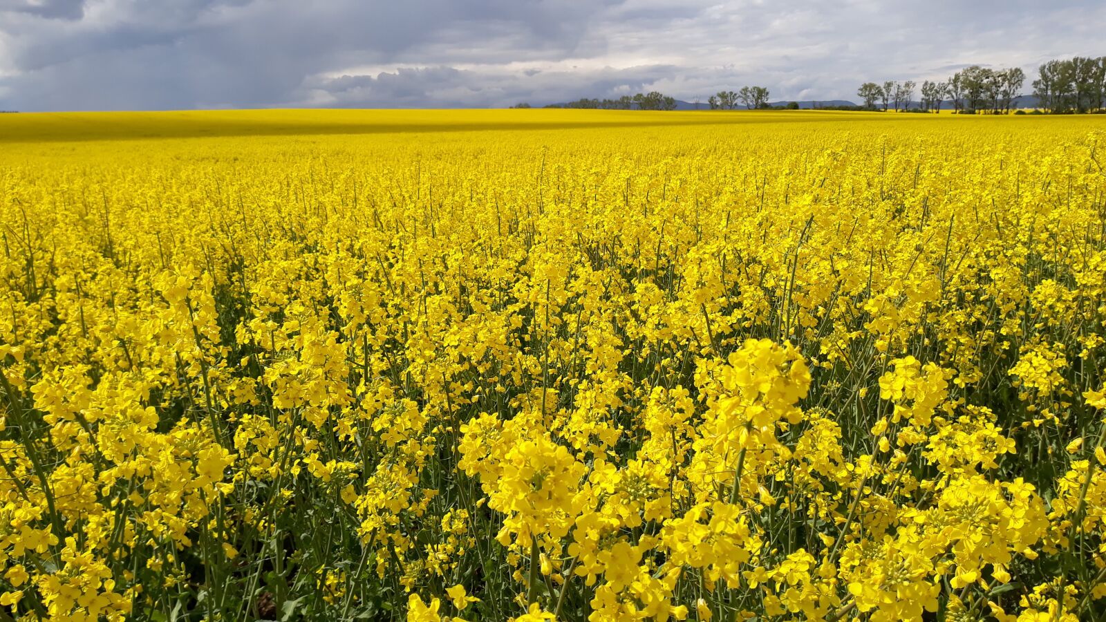 Samsung Galaxy J5 sample photo. Yellow, fields, nature photography
