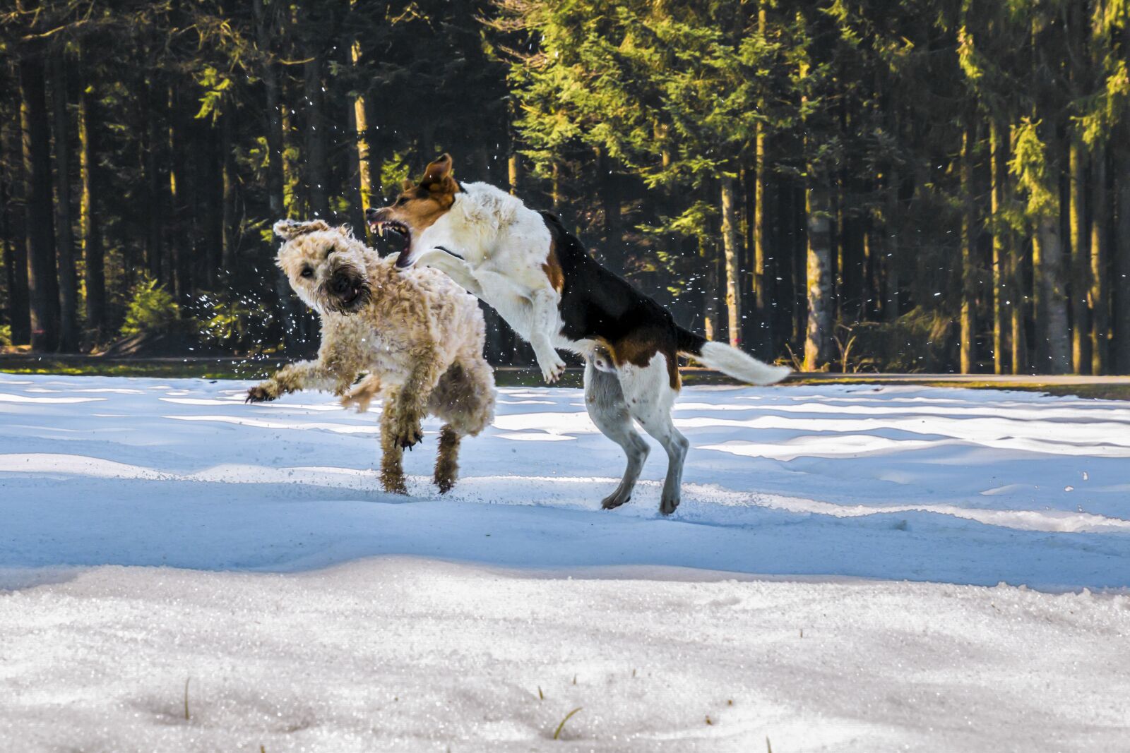 Canon EOS 70D sample photo. Dogs, fight, play photography