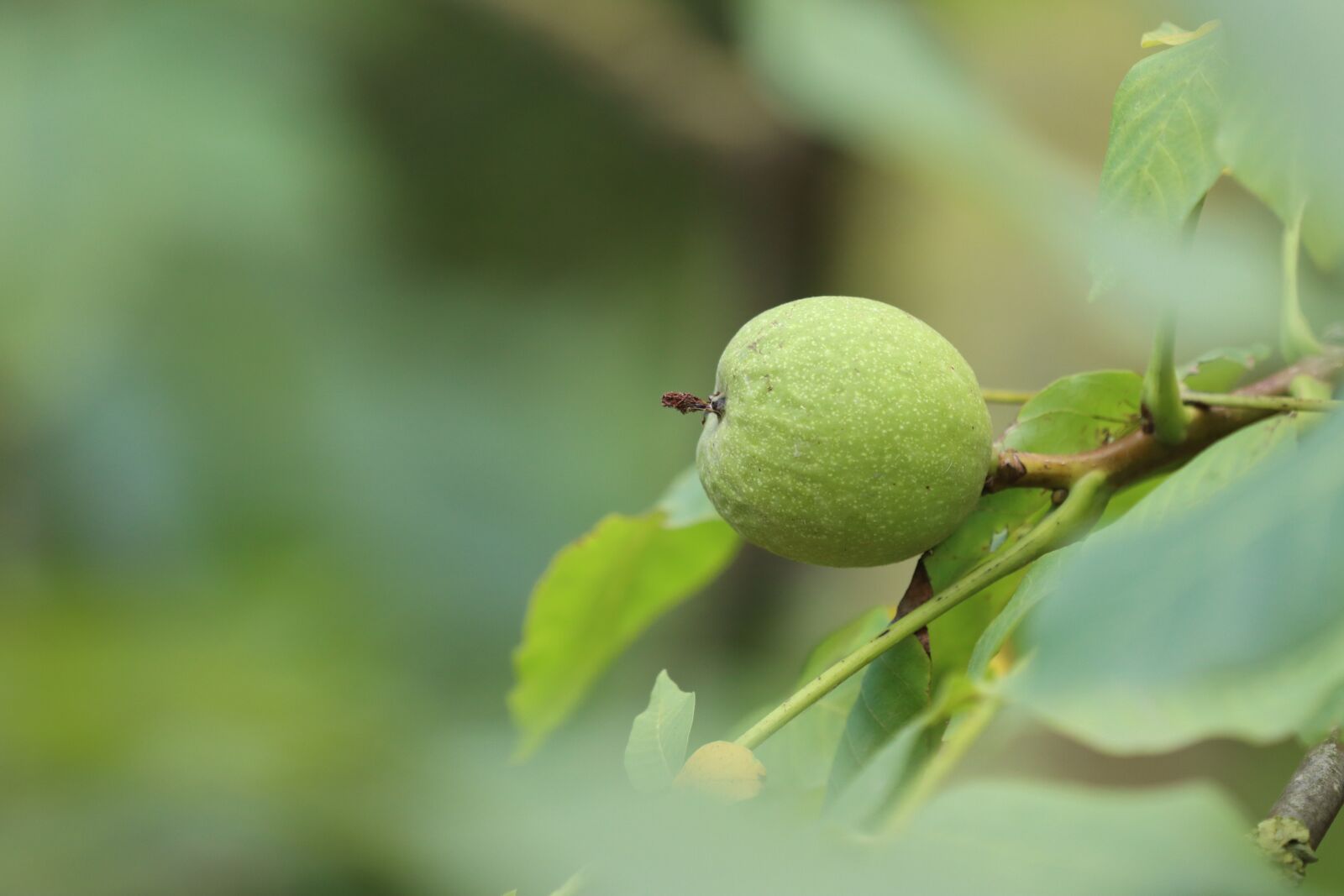 Canon EF 180mm F3.5L Macro USM sample photo. Nuts, fruit, dry fruit photography