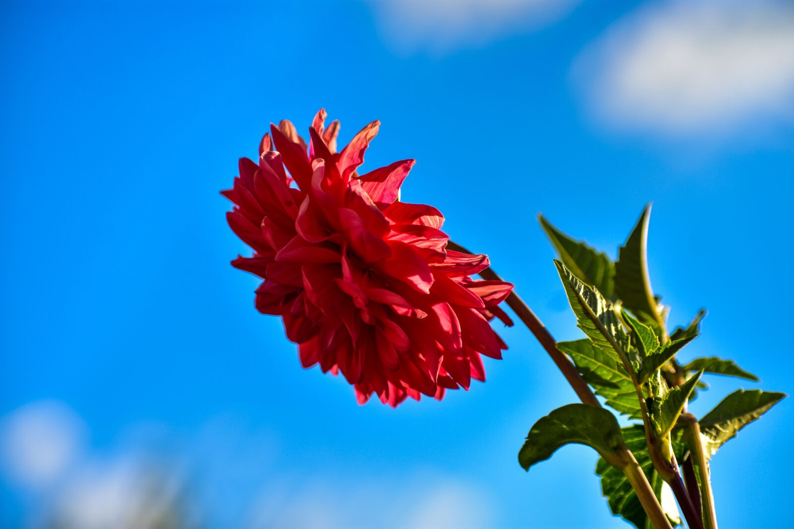 Nikon D3400 sample photo. Flower, beauty, beautiful photography