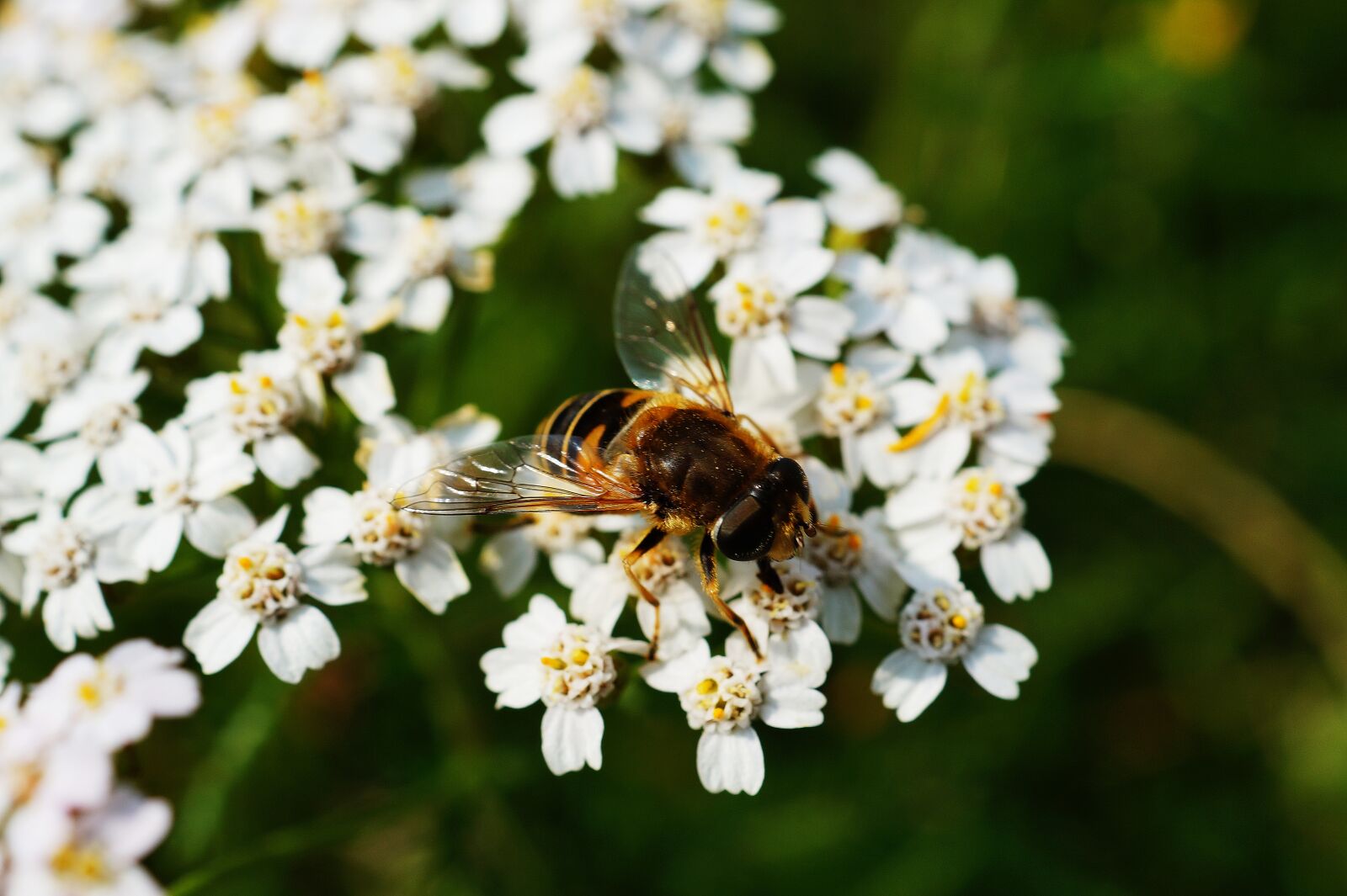 Sony DT 30mm F2.8 Macro SAM sample photo. Brown, and, black, honey photography