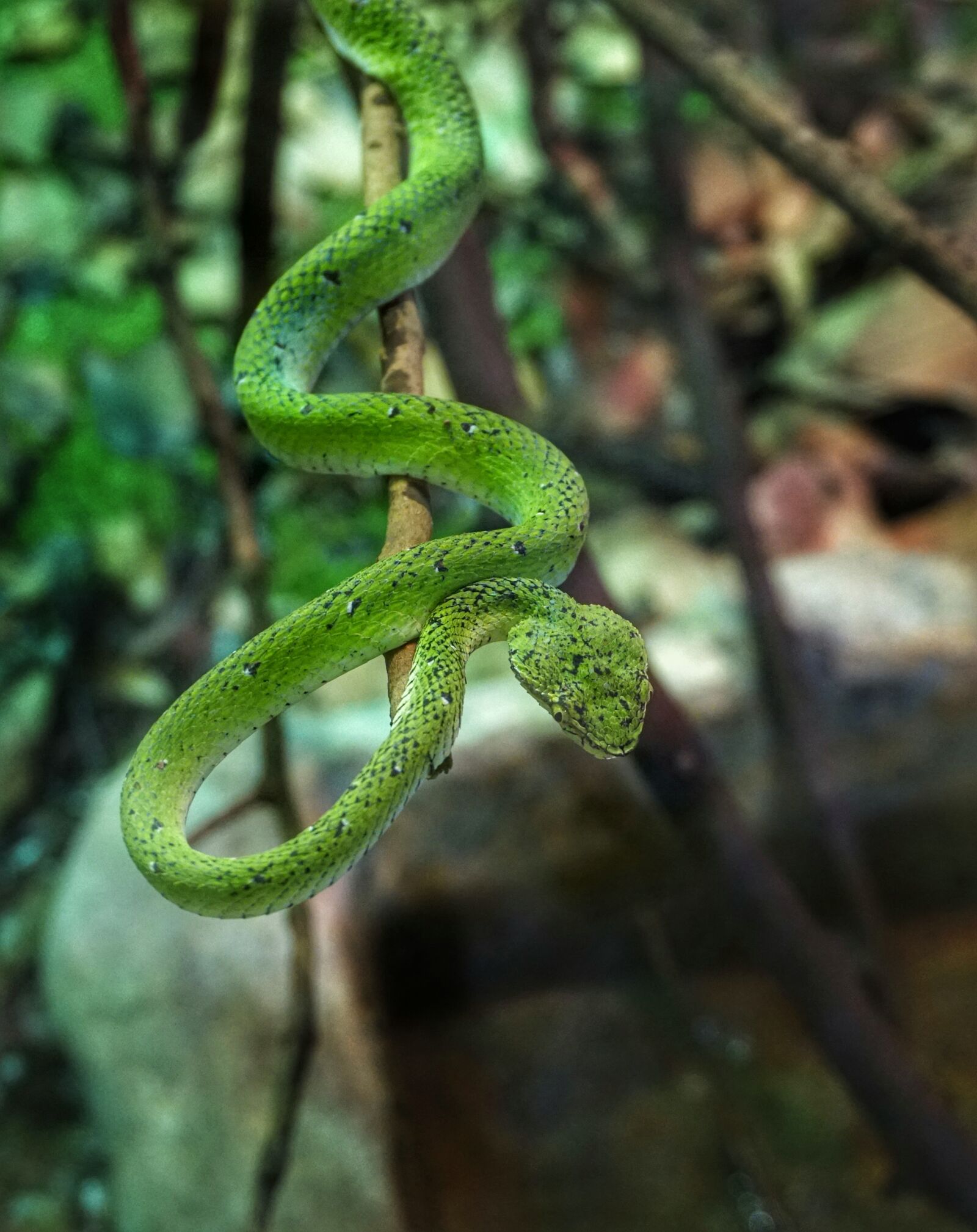 Sony a6300 sample photo. Trimeresurus, viper, wildlife photography