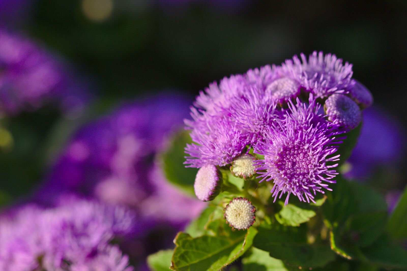 Canon EOS 600D (Rebel EOS T3i / EOS Kiss X5) sample photo. Mov, spin, summer photography