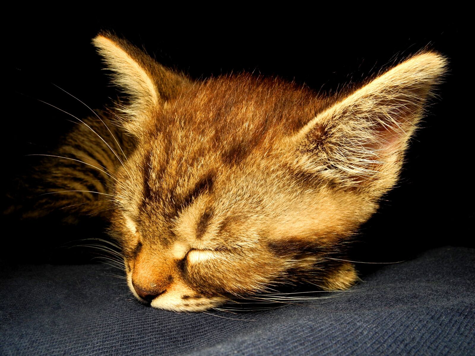 Nikon Coolpix P7000 sample photo. Kitten, cat, dormant photography