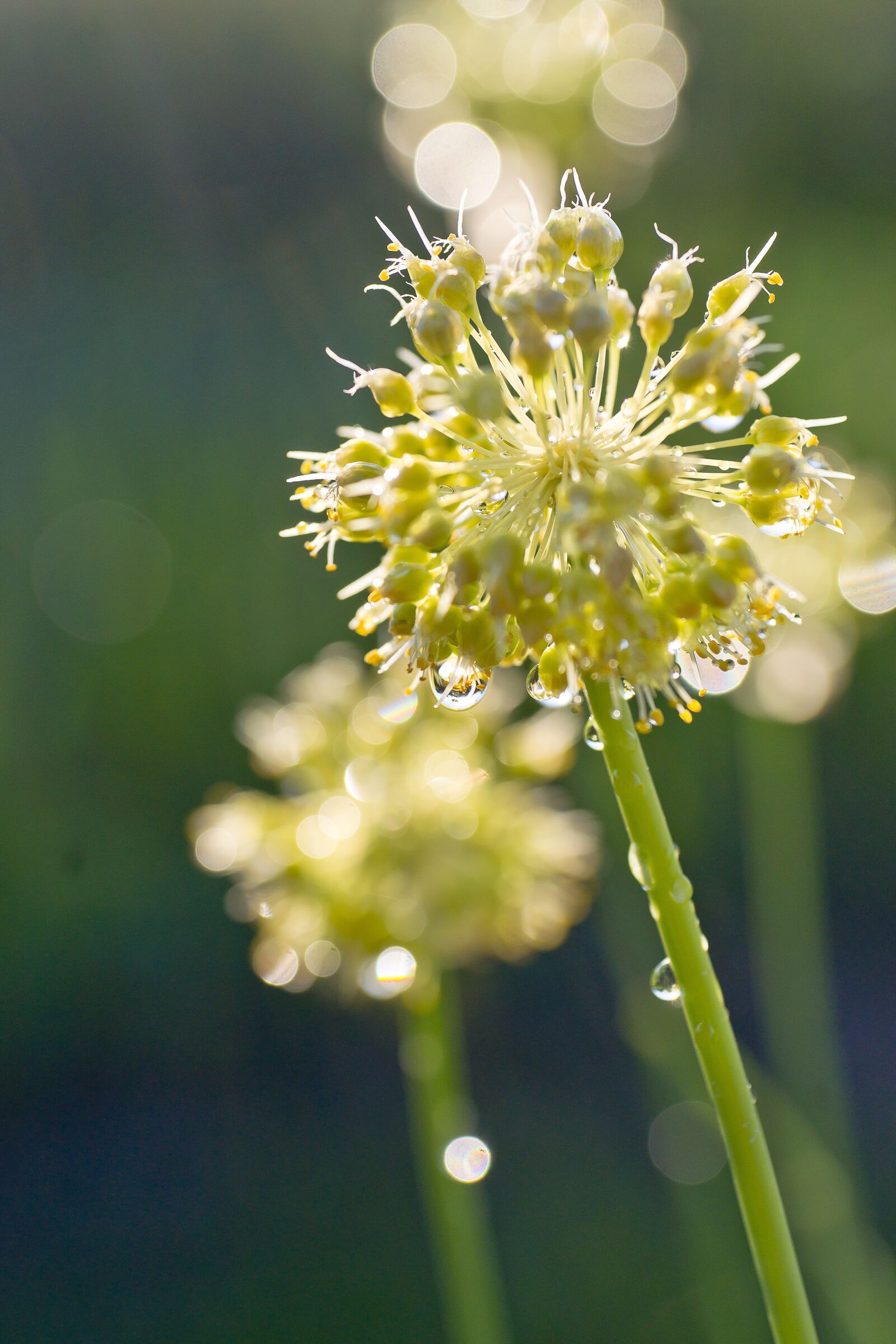 Sony Alpha DSLR-A850 sample photo. Nature, flowers bow, plants photography