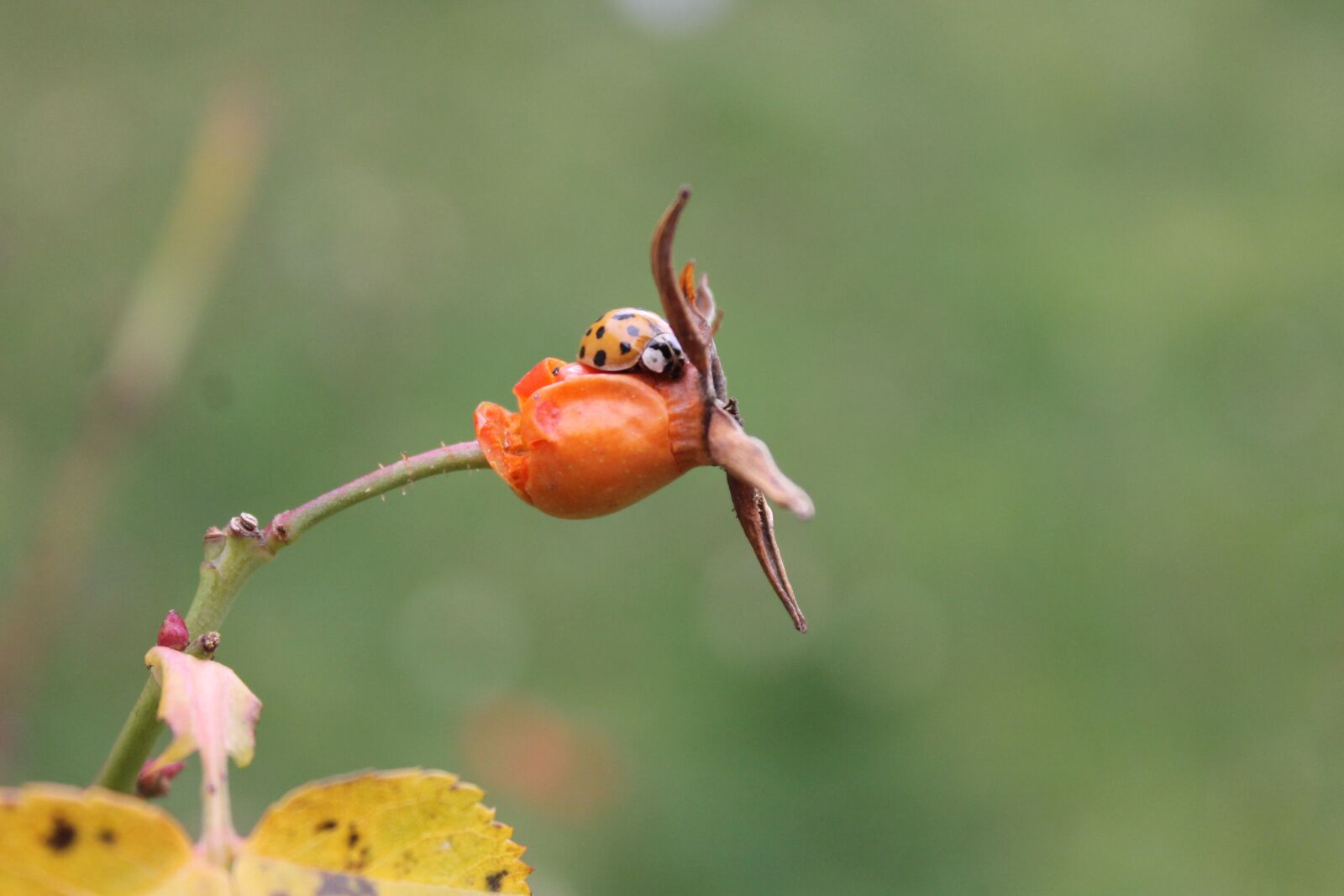 Canon EOS 1100D (EOS Rebel T3 / EOS Kiss X50) sample photo. Ladybug, ladybird, insect photography