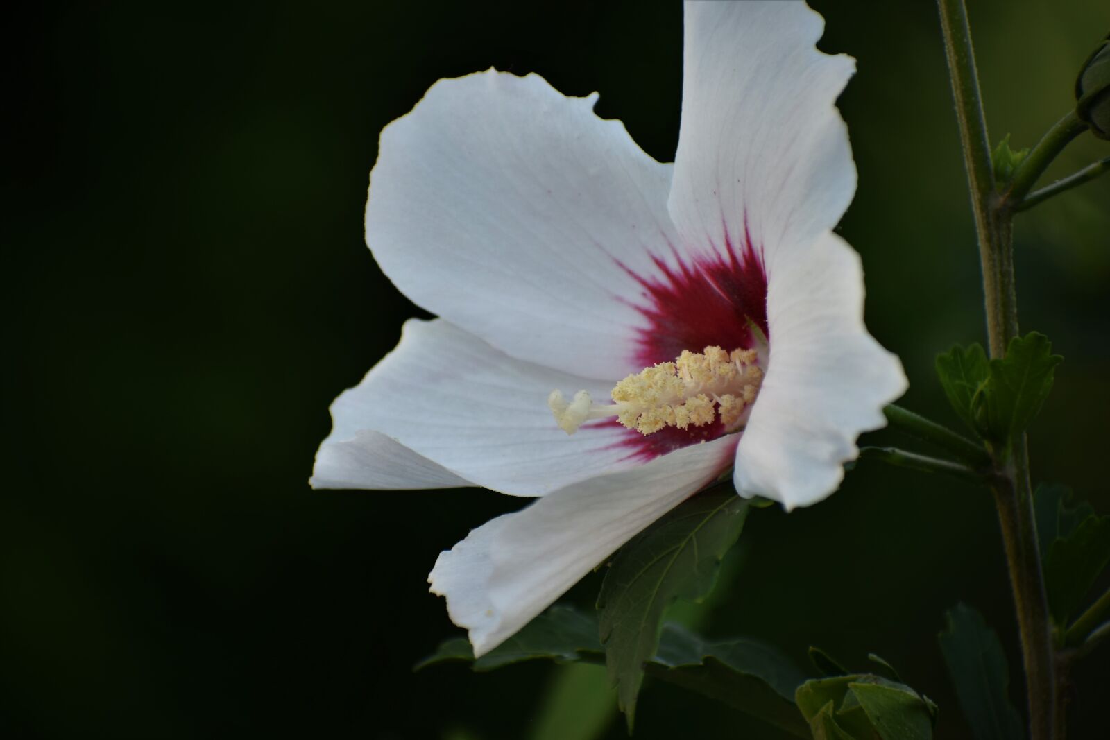 Nikon D3300 sample photo. Garden mallow, hibiscus, white photography
