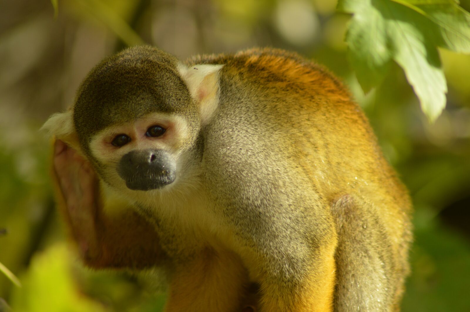Nikon D3200 sample photo. Animal, petit, monkey photography