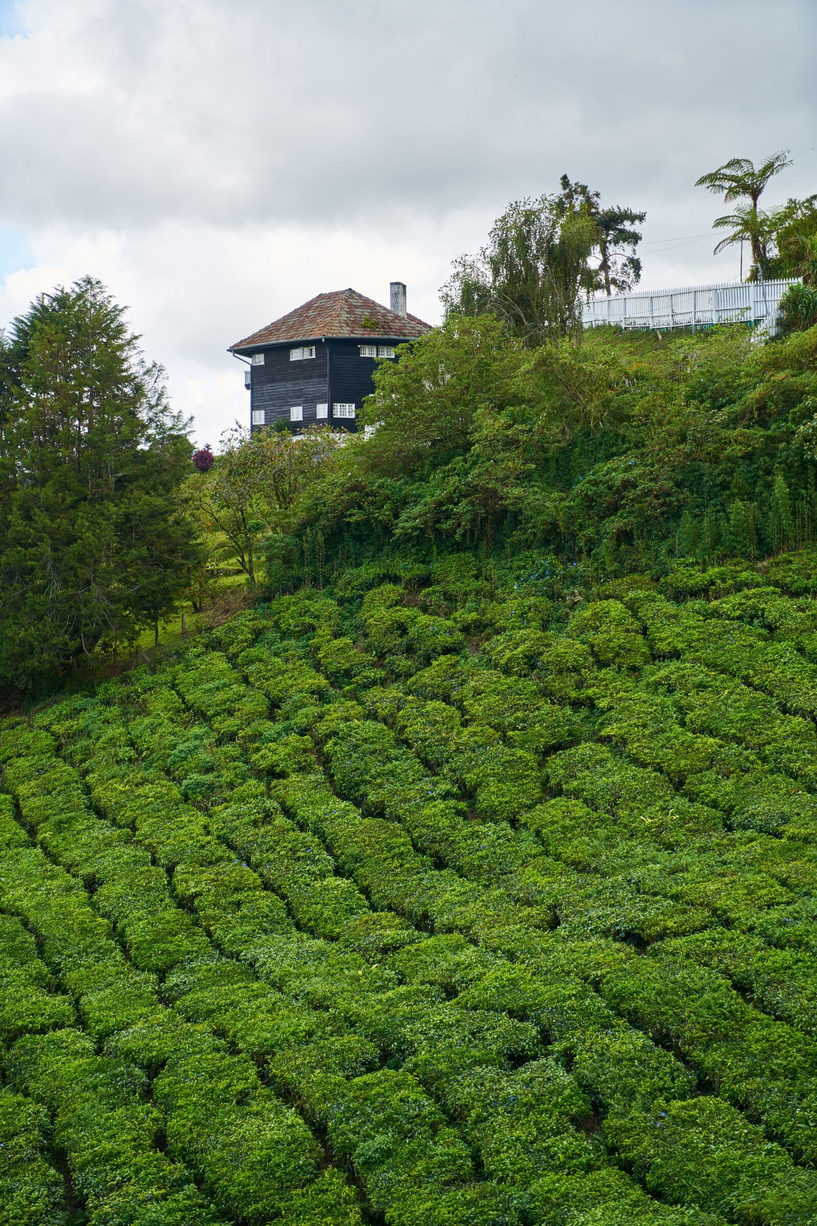 Sony a7R II sample photo. Tea, field, landscape photography
