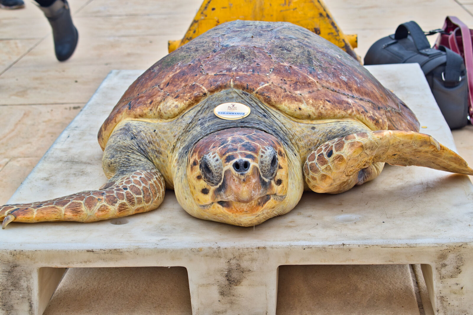 Nikon D5500 sample photo. Animal, sea, turtle photography