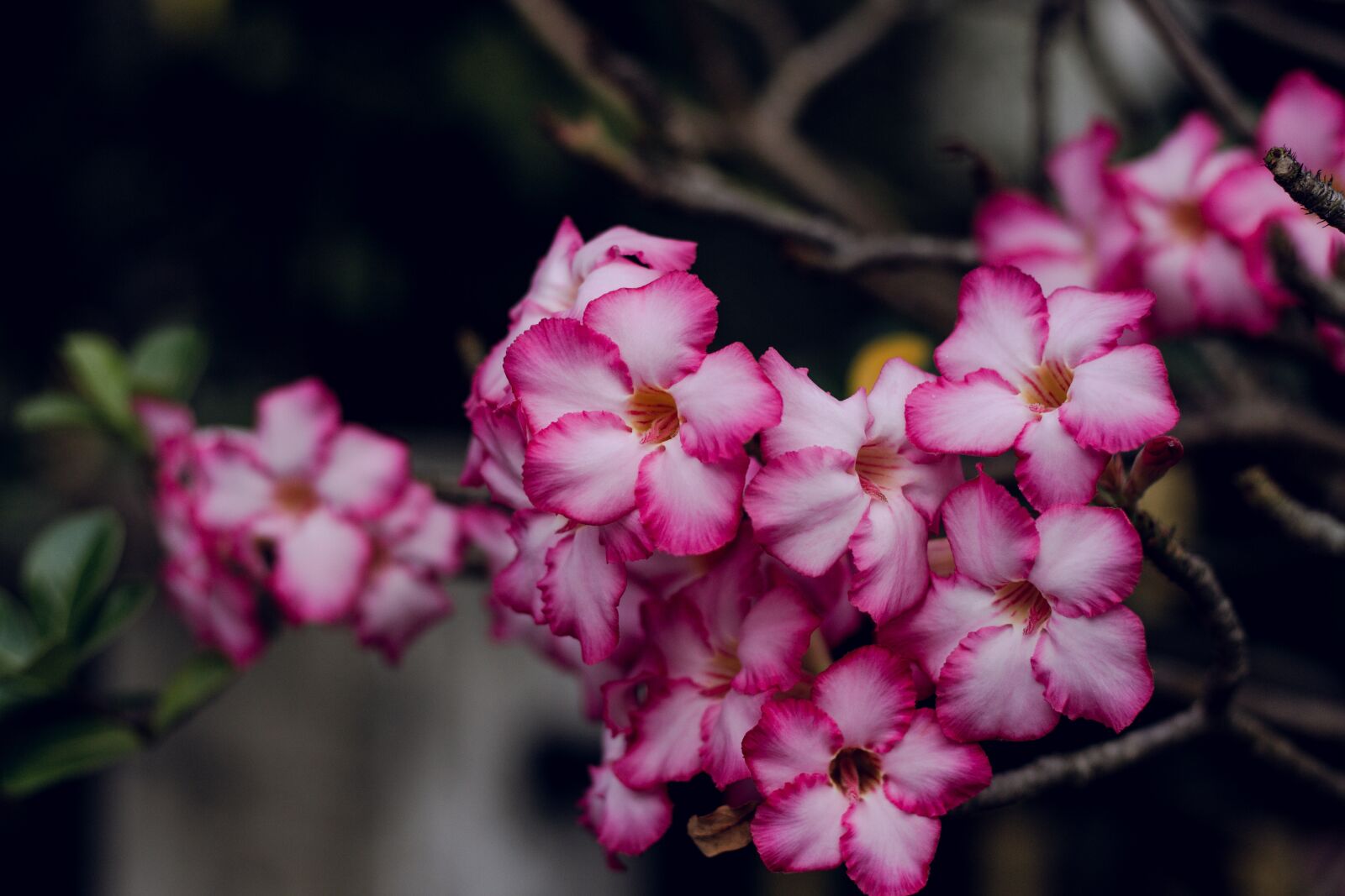 Canon EOS 700D (EOS Rebel T5i / EOS Kiss X7i) + Canon EF 50mm F1.8 STM sample photo. Invited to visit, flower photography