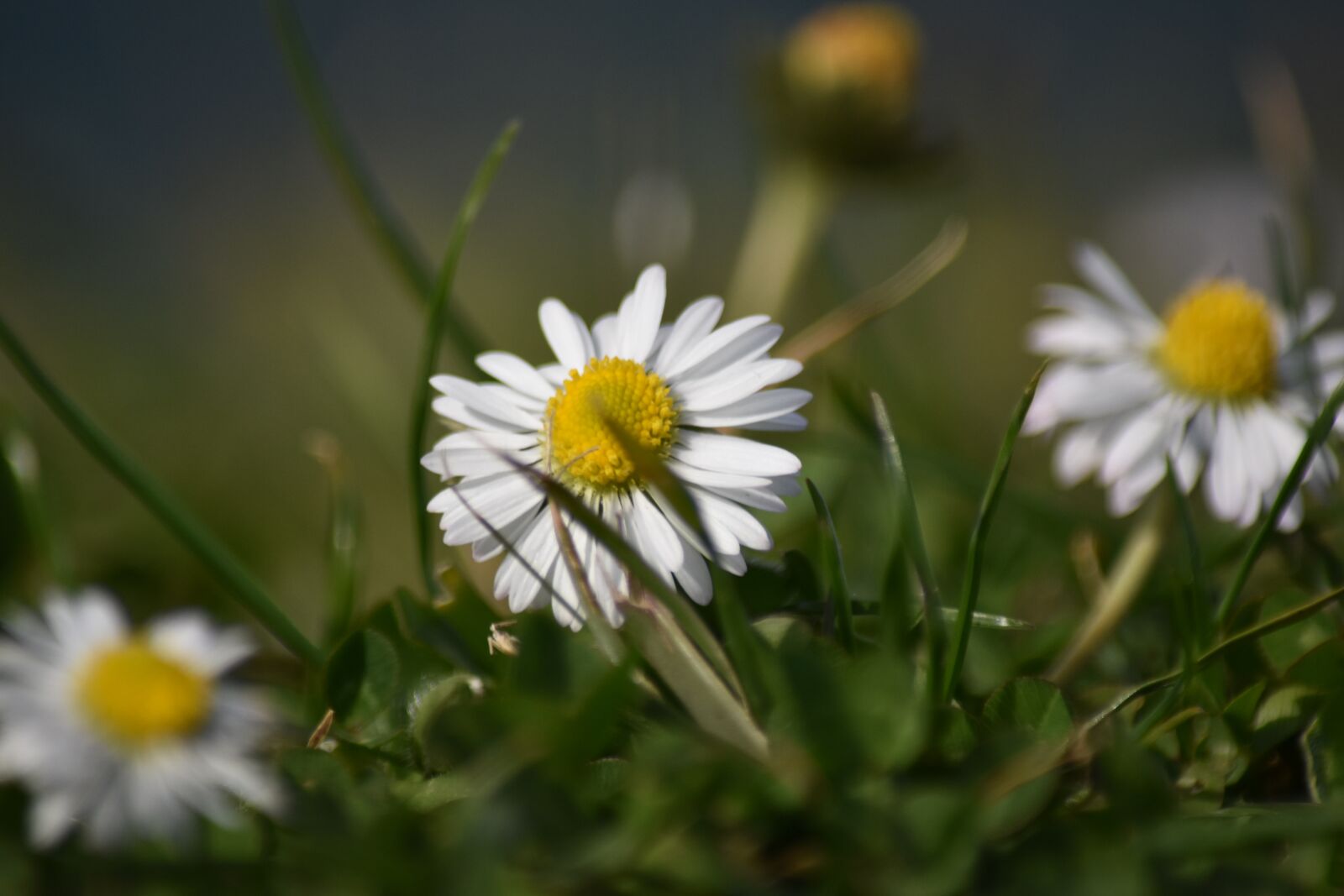 Nikon D3400 sample photo. Color, green, beautiful photography