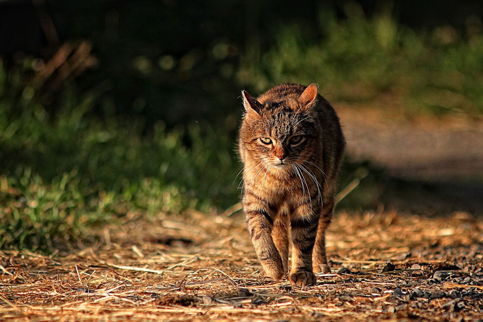 Canon EOS 650D (EOS Rebel T4i / EOS Kiss X6i) sample photo. Cat, cat eyes, animal photography