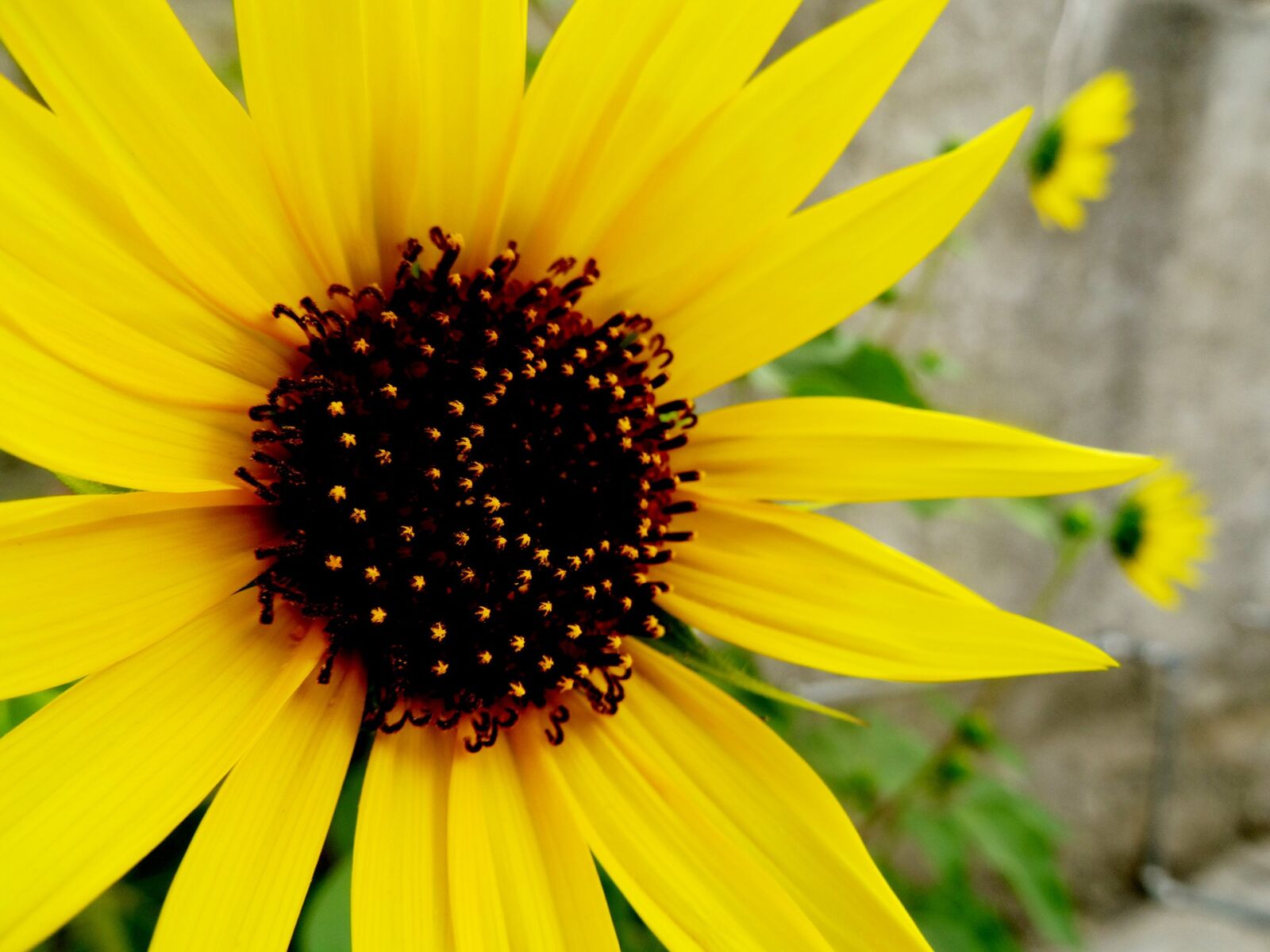 Sony Cyber-shot DSC-HX50V sample photo. Flower, sunflower, focus photography