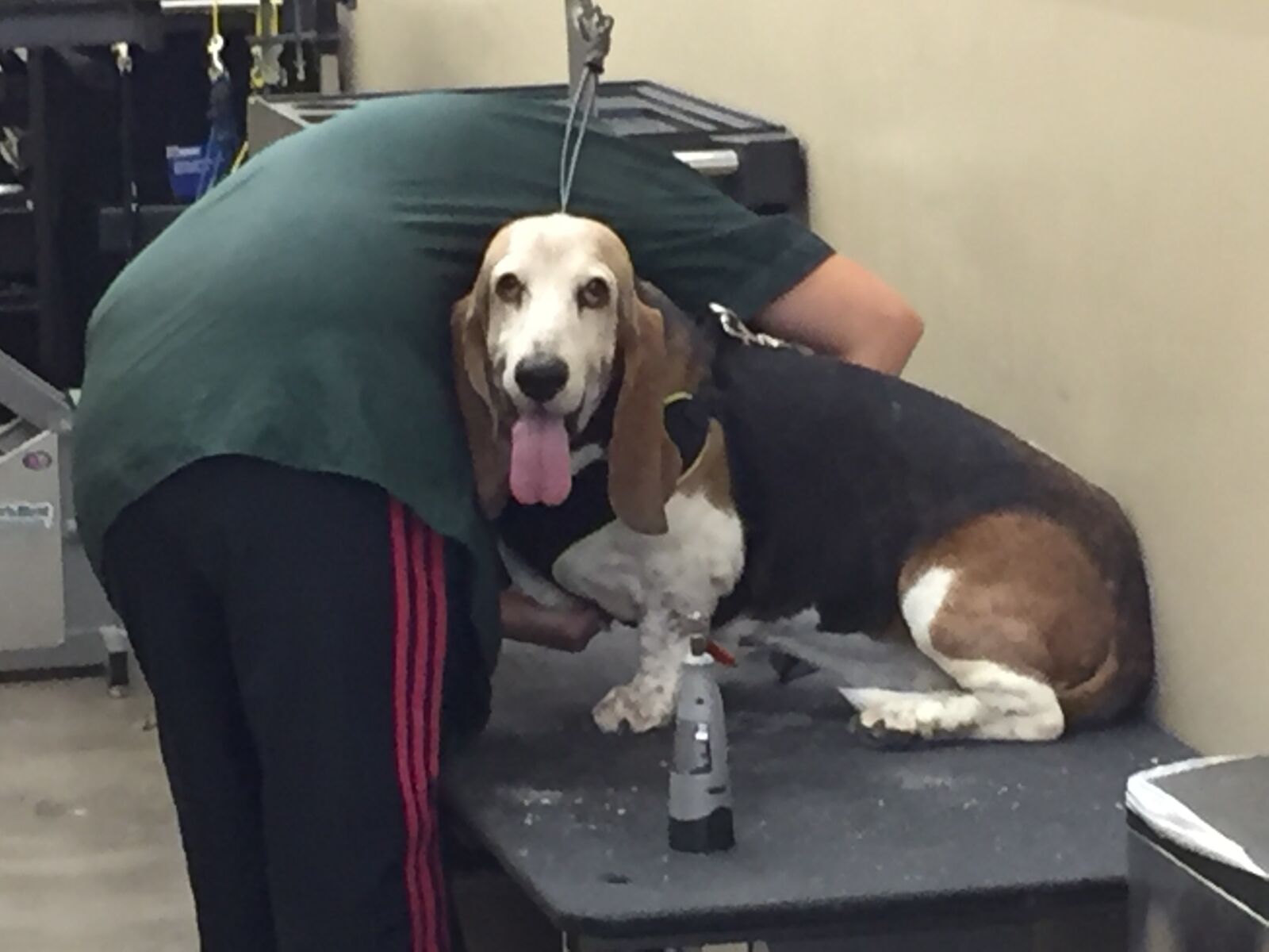 Apple iPhone 6 sample photo. Basset, hound, dog, grooming photography