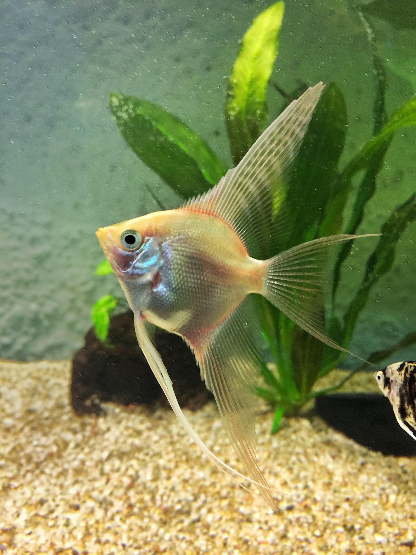 iPhone 6 Plus back camera 4.15mm f/2.2 sample photo. Fish, aquarium, water photography