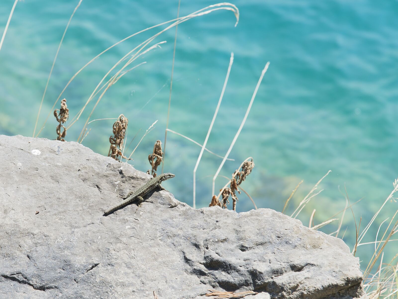 Nikon D600 sample photo. Lizard, nature, animal photography