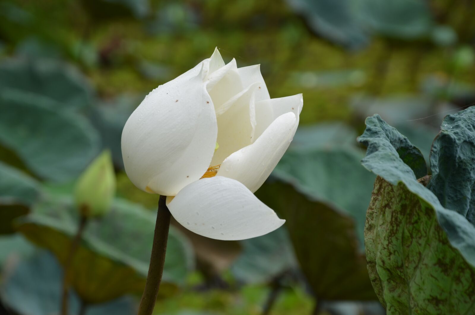 Nikon D7000 sample photo. Lotus, flower, blooming photography