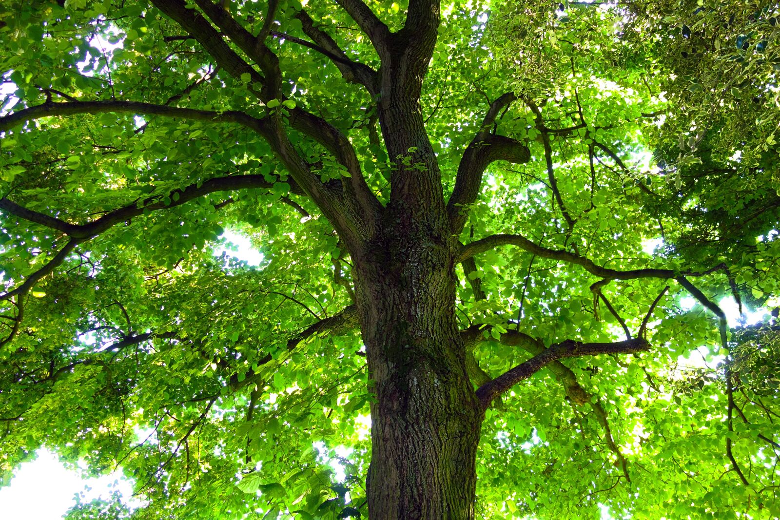 Sony Cyber-shot DSC-RX100 sample photo. Tree, trunk, tree trunk photography