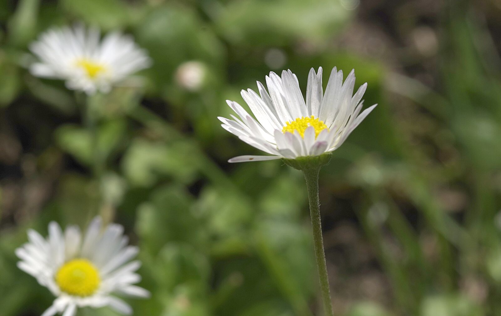 Pentax K-S2 sample photo. Daisies, flowers, the beasts photography