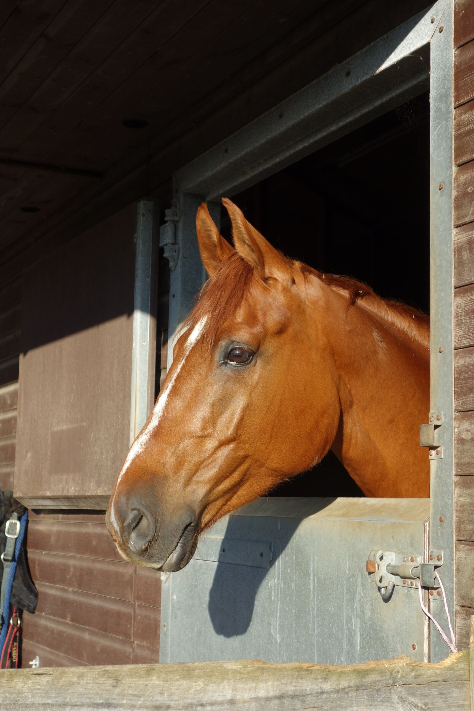 Sony Cyber-shot DSC-RX100 sample photo. Horse, horse head shot photography