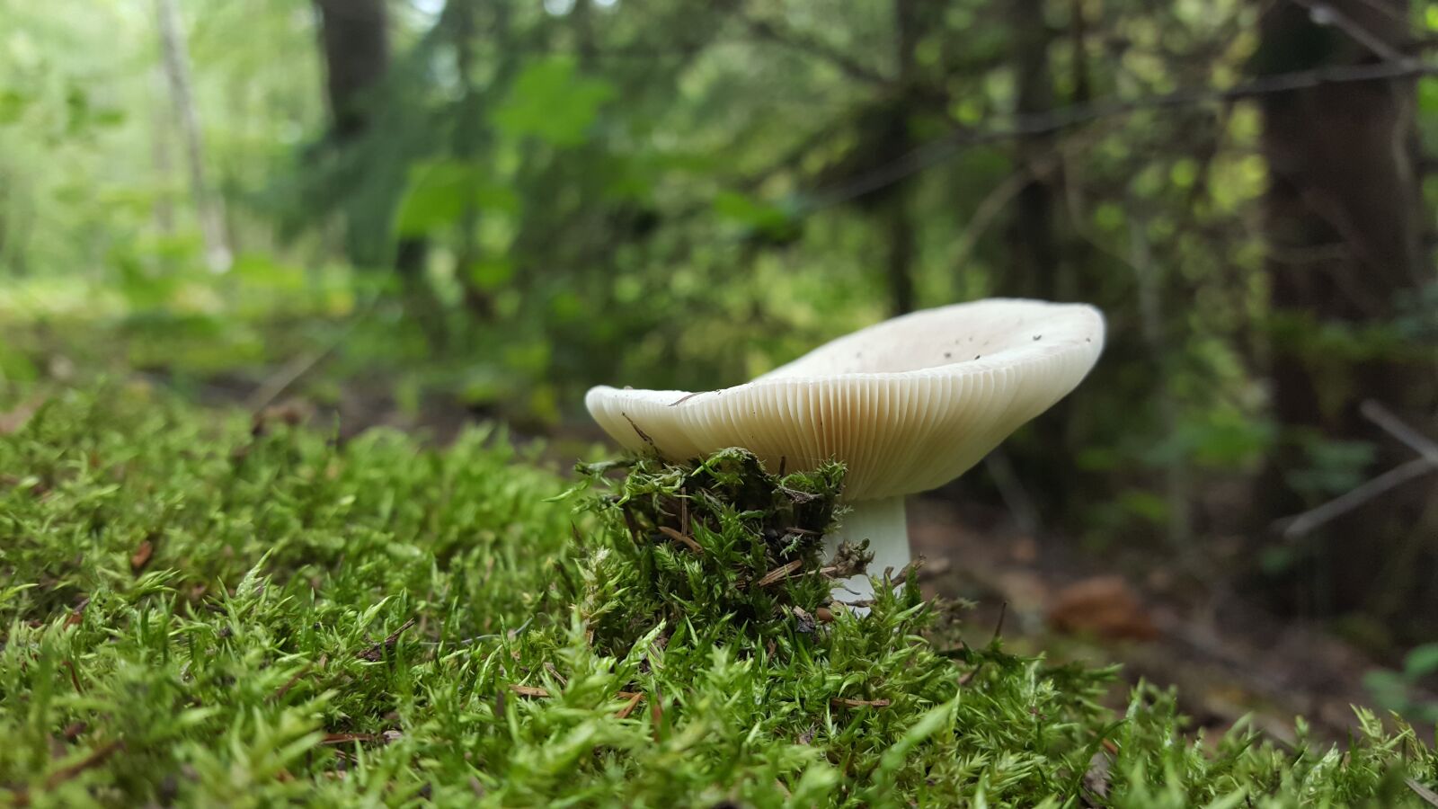 Samsung GALAXY S6 edge sample photo. Forest, fall, mushrooms photography