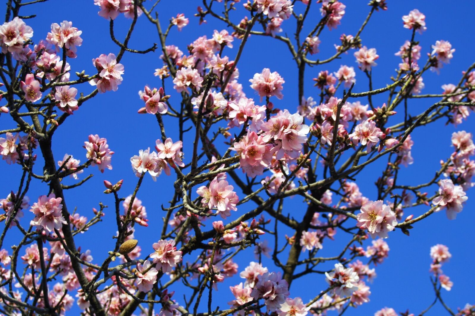 Canon EOS D60 sample photo. Almond tree, flowers white photography
