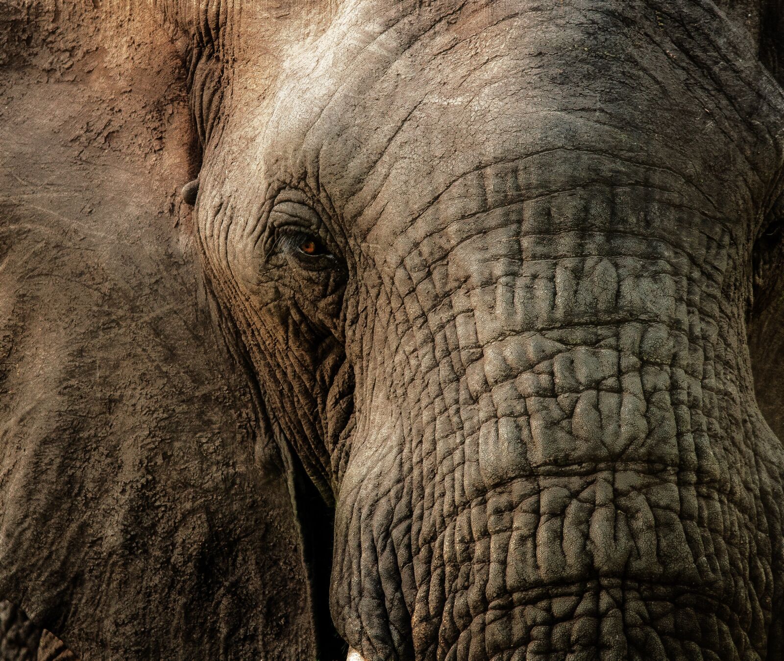 Nikon D5000 sample photo. Elephant, close, trunk photography