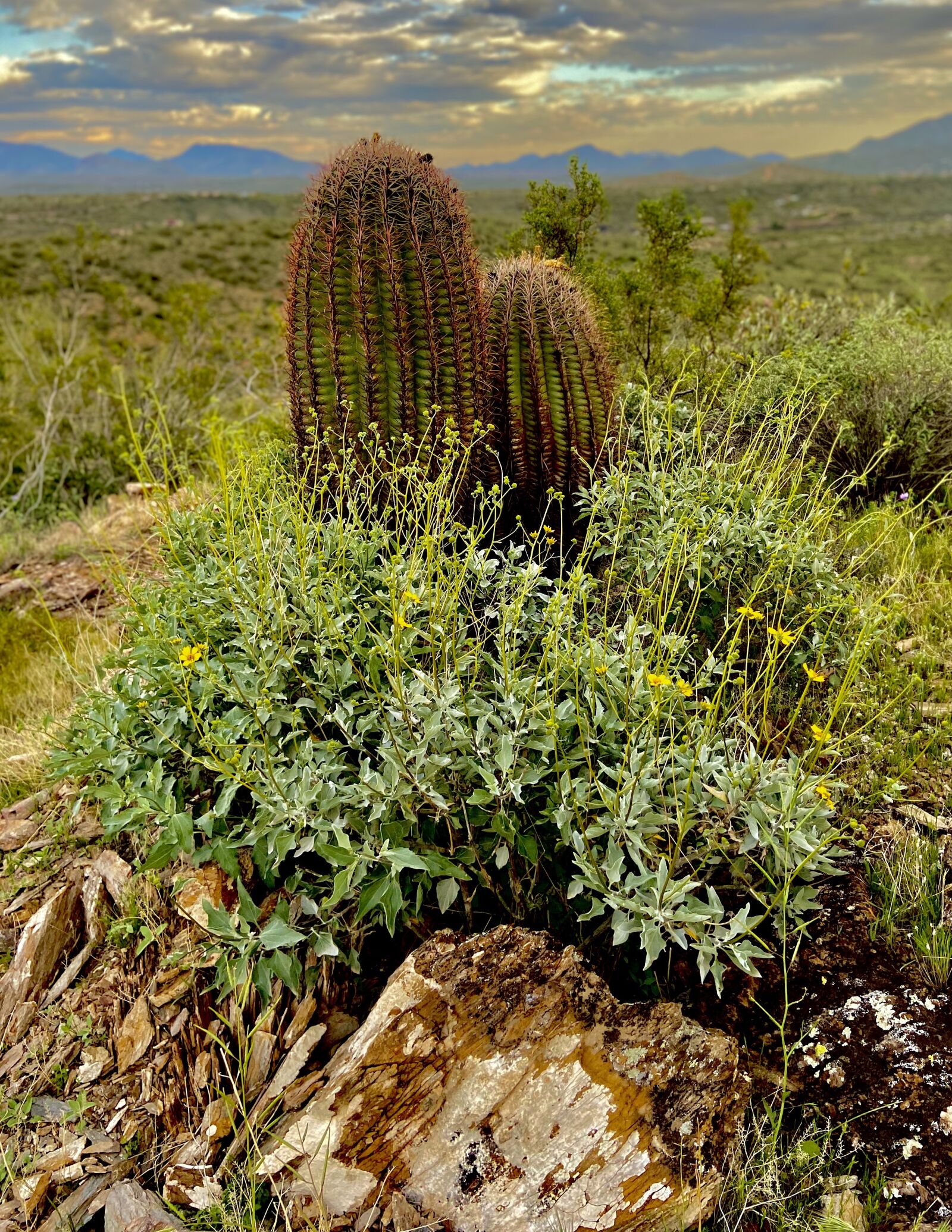 Apple iPhone 11 sample photo. Desert, cactus, nature photography