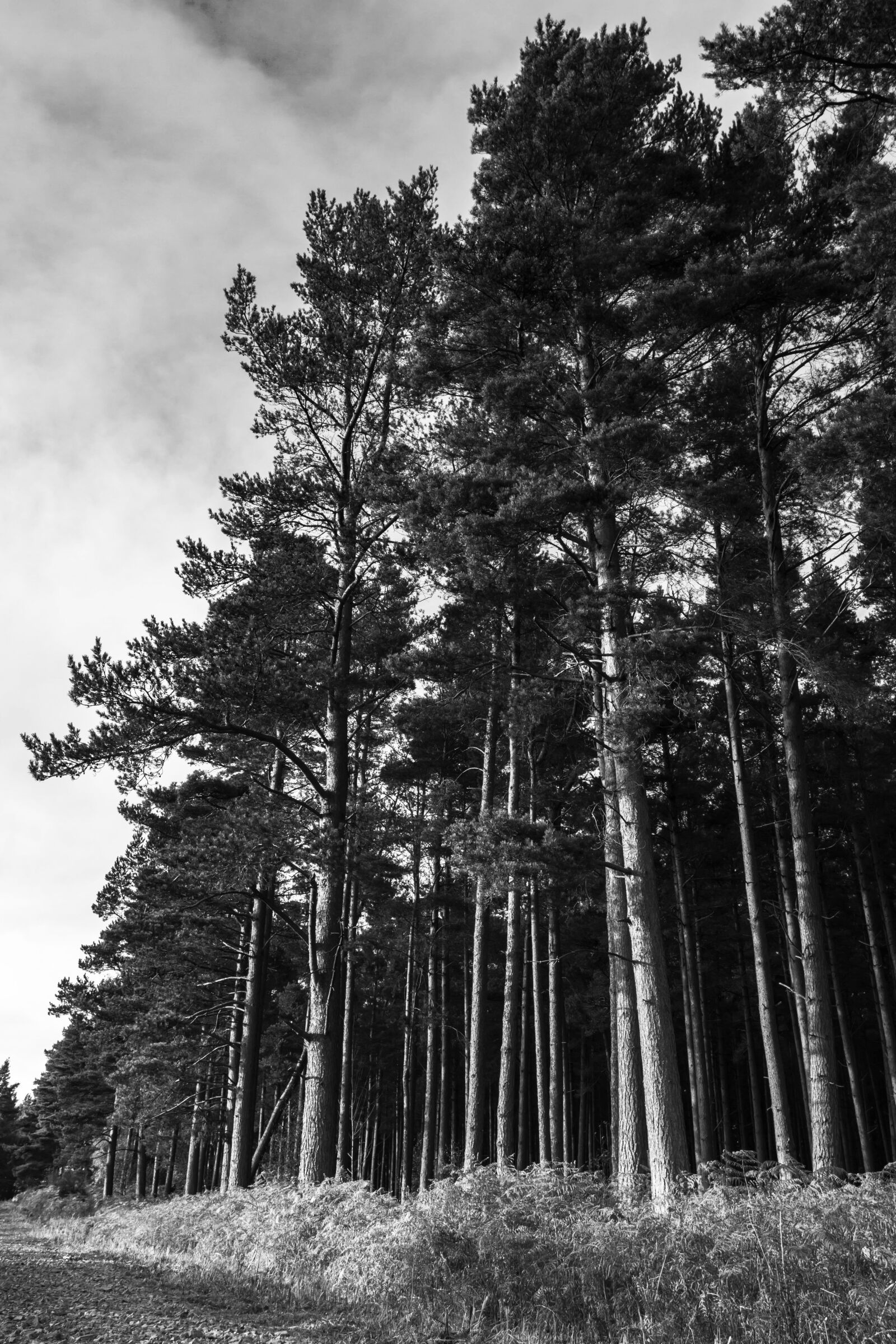 Canon EOS 7D + Canon EF 17-40mm F4L USM sample photo. Trees, woods, forest photography