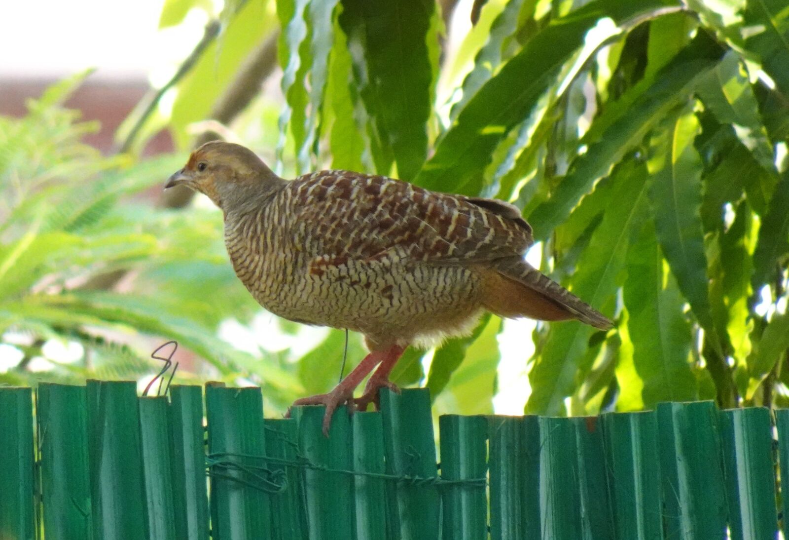 Sony DSC-WX800 sample photo. Bird, grey francolin, francolinus photography