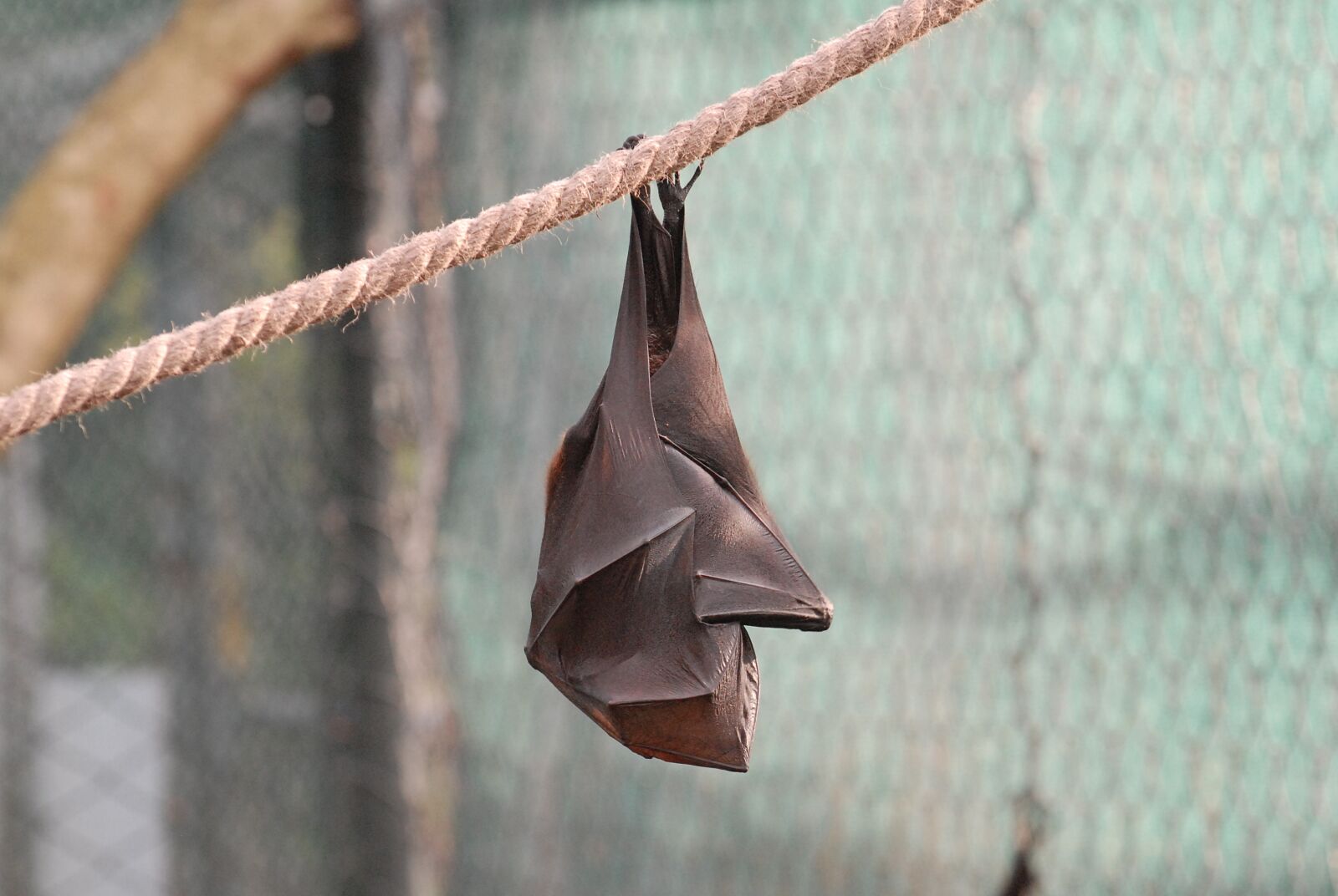 Nikon D200 sample photo. Animal, flying dog, bat photography