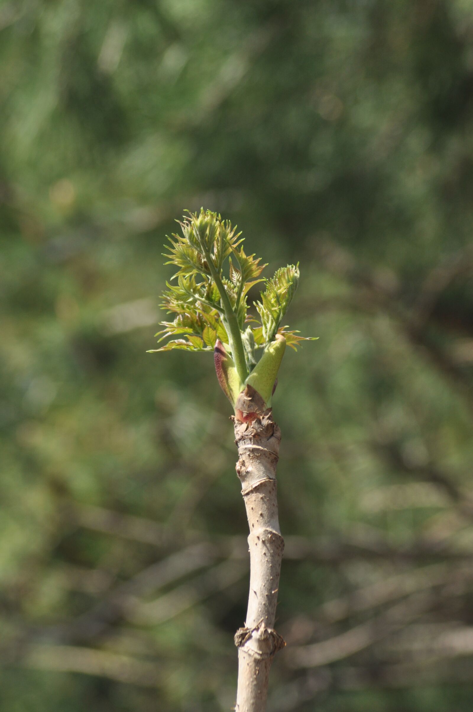Nikon D90 sample photo. Two different, herbs, spring photography