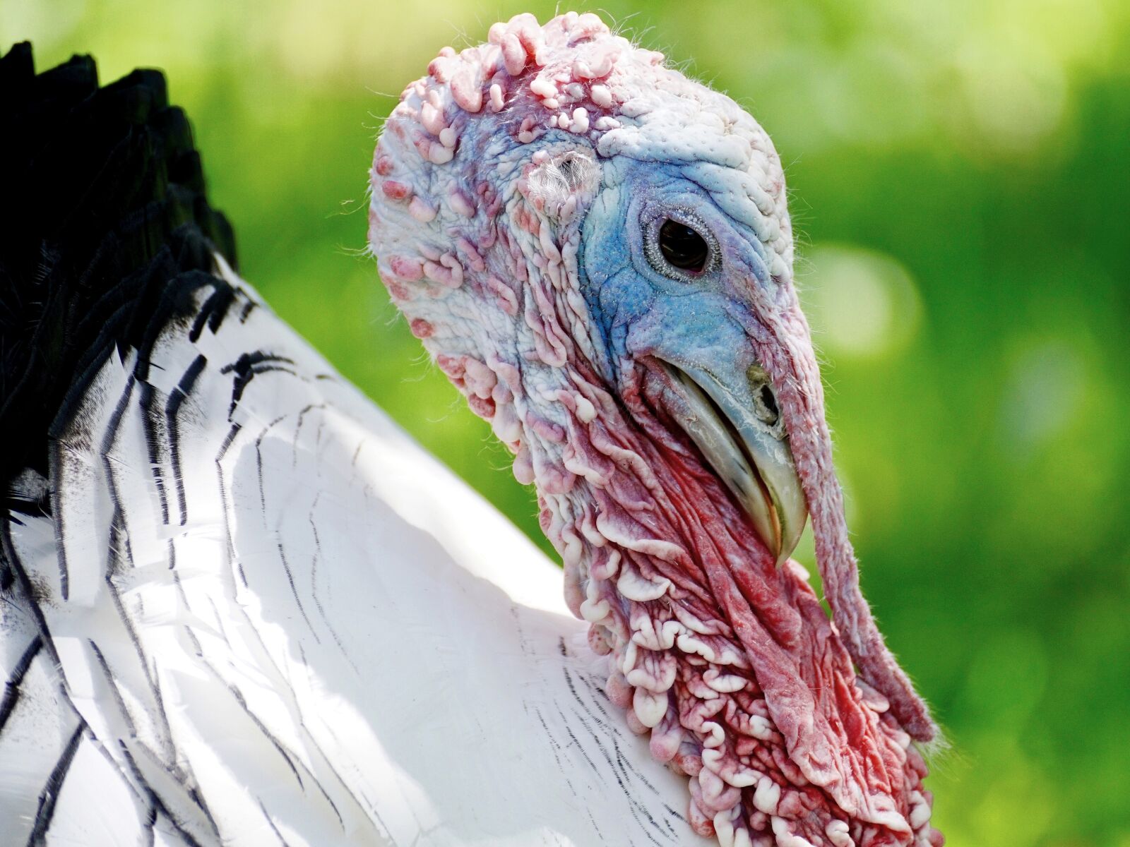 Sony DT 55-300mm F4.5-5.6 SAM sample photo. Turkey, bird, animal world photography