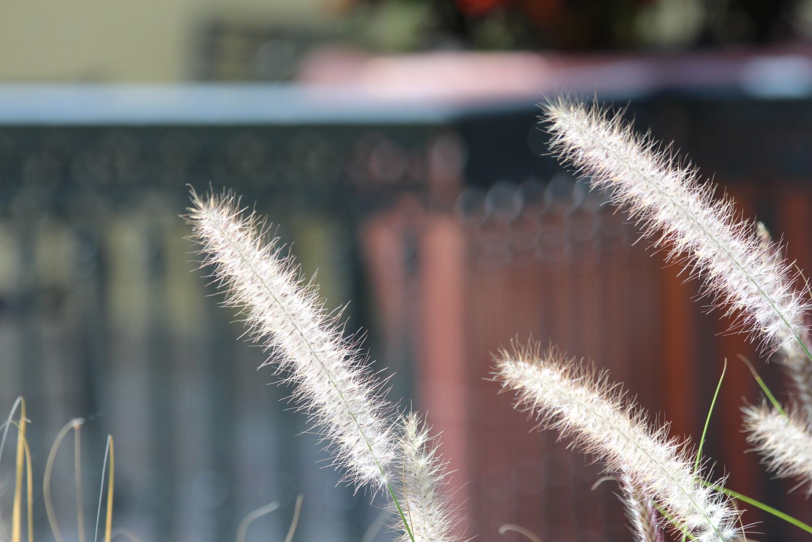 Canon EOS 650D (EOS Rebel T4i / EOS Kiss X6i) sample photo. Grass, dry grass, plant photography