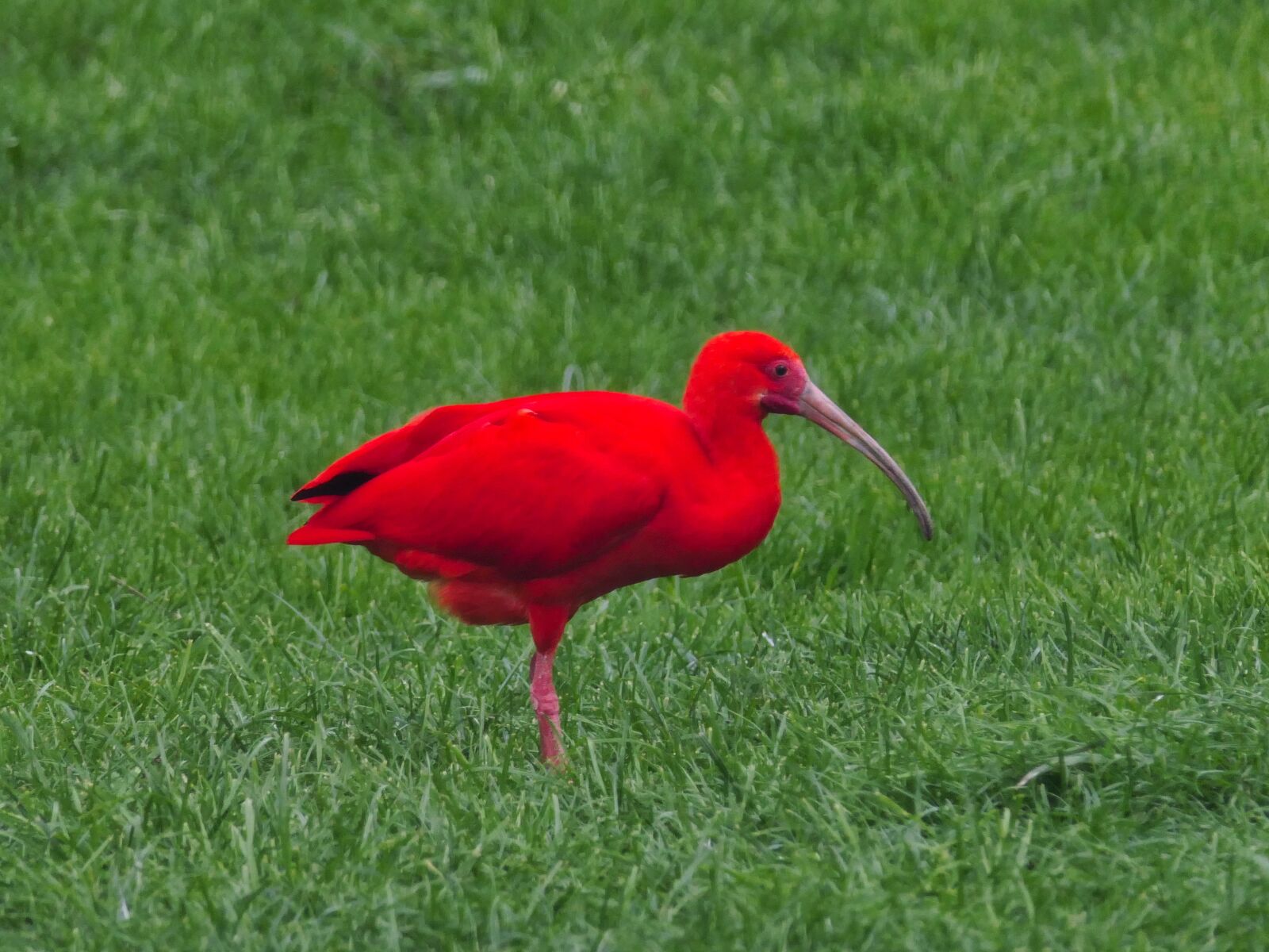 Panasonic Lumix DMC-FZ2500 (Lumix DMC-FZ2000) sample photo. Bird, red, animal photography