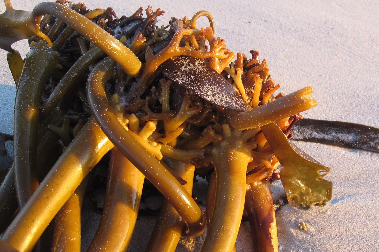 Canon PowerShot SD880 IS (Digital IXUS 870 IS / IXY Digital 920 IS) sample photo. Kelp, seaweed, beach photography