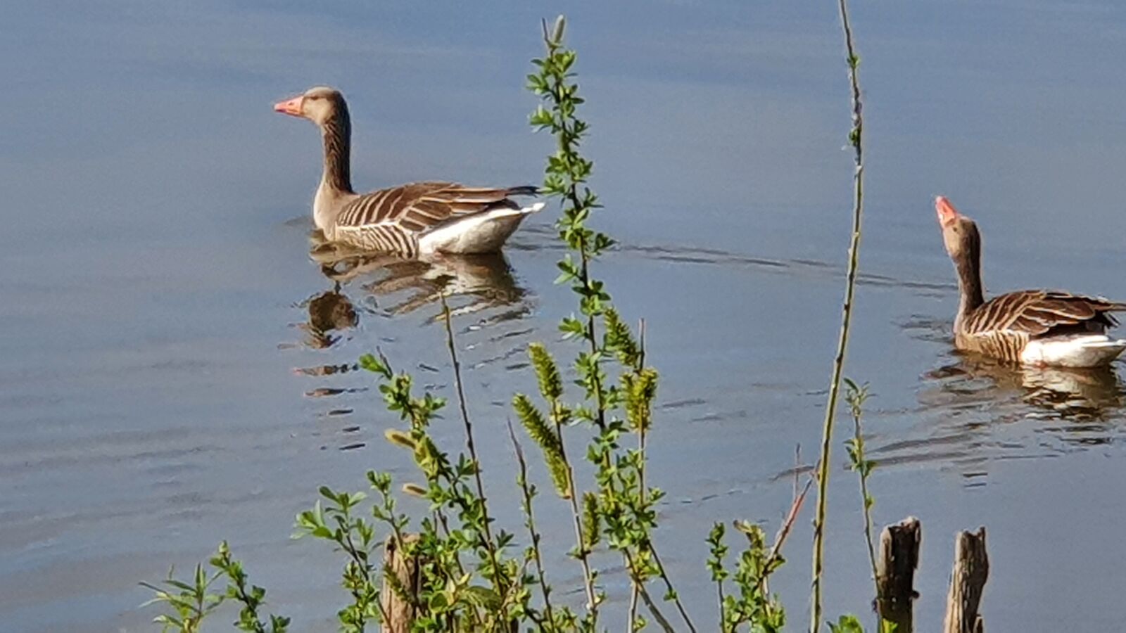 Samsung Galaxy S10 sample photo. Nature, lake, animals photography