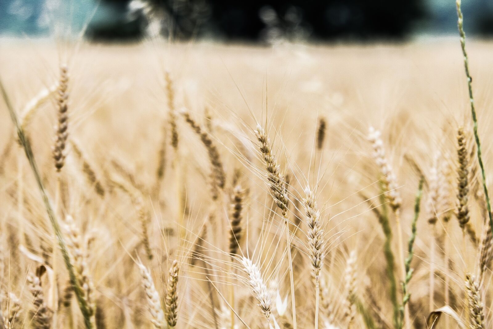 Canon EOS 700D (EOS Rebel T5i / EOS Kiss X7i) sample photo. Barley, close-up, crops photography