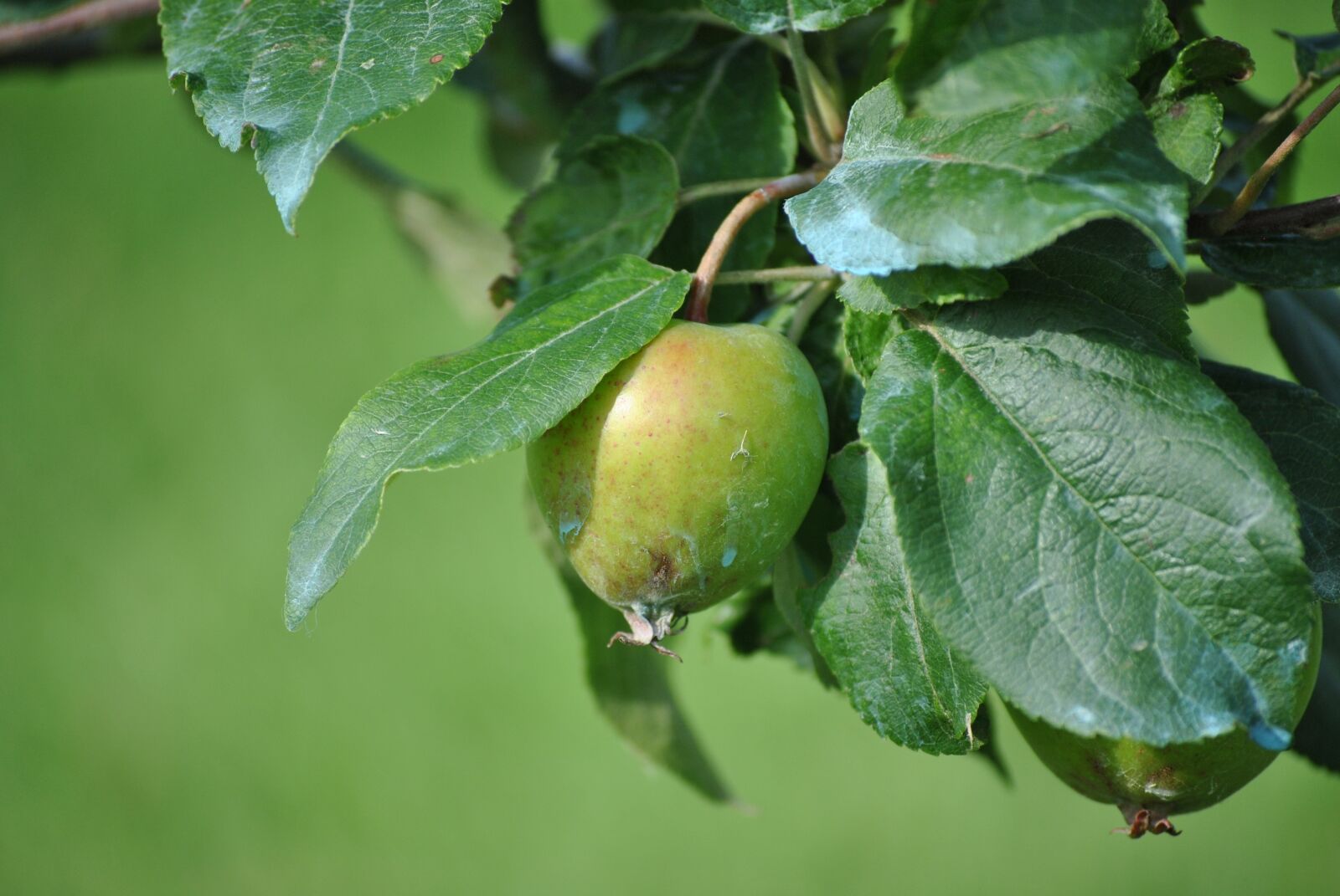 Nikon D3000 sample photo. Leaf, fruit, nature photography