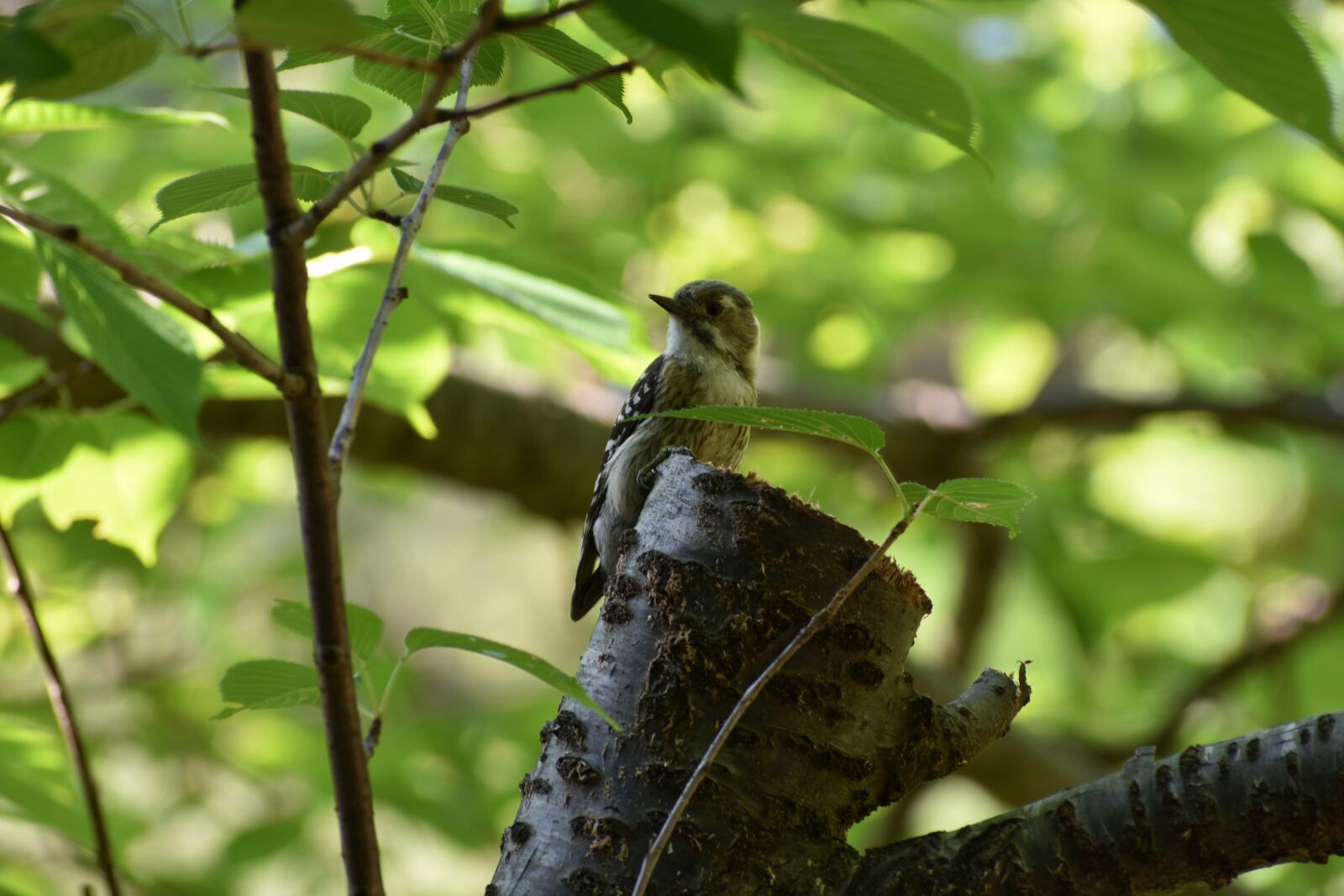 Nikon D7200 sample photo. Animal, forest, wood photography