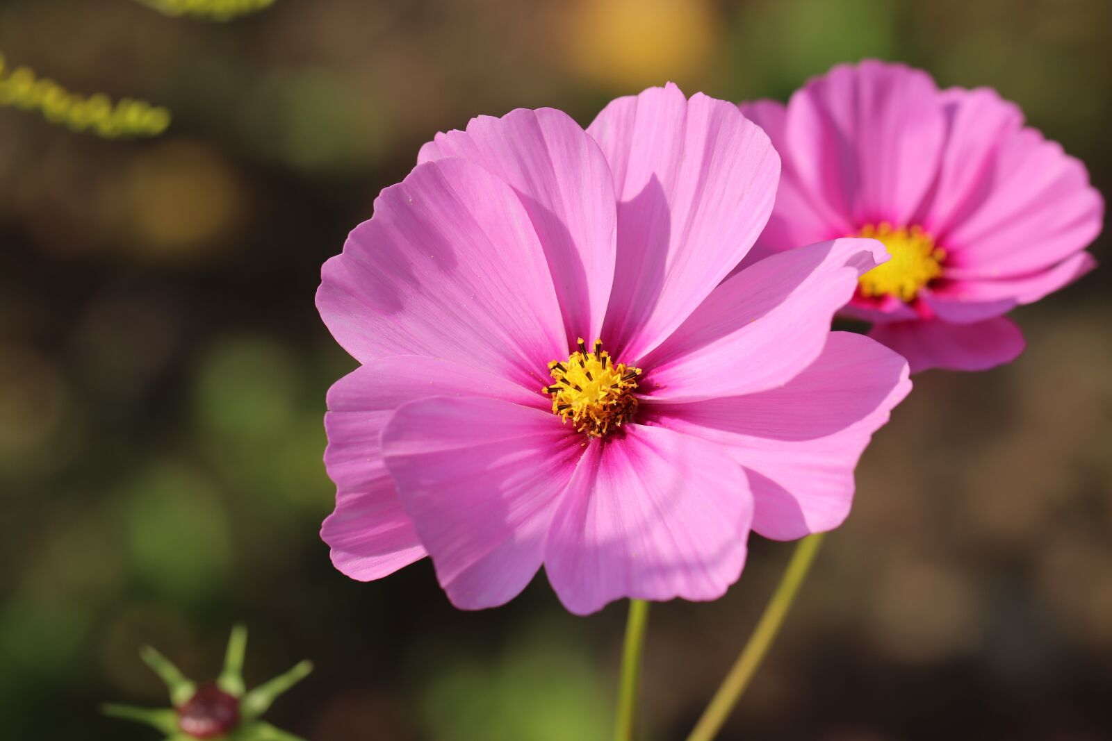 Canon EOS 800D (EOS Rebel T7i / EOS Kiss X9i) sample photo. Cosmea, flowers, pink photography