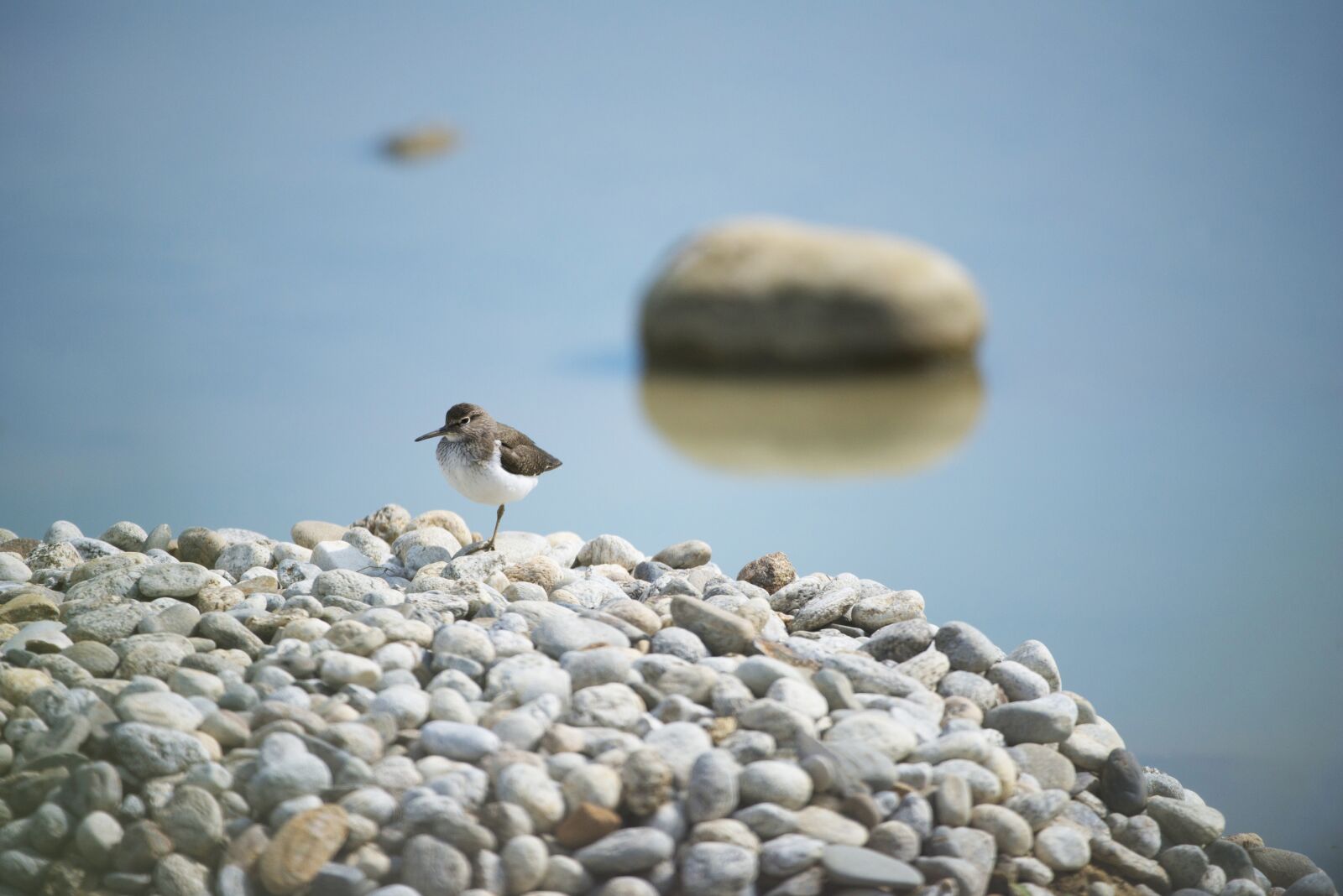 Nikon D800 sample photo. Kentish plover, bird, field photography