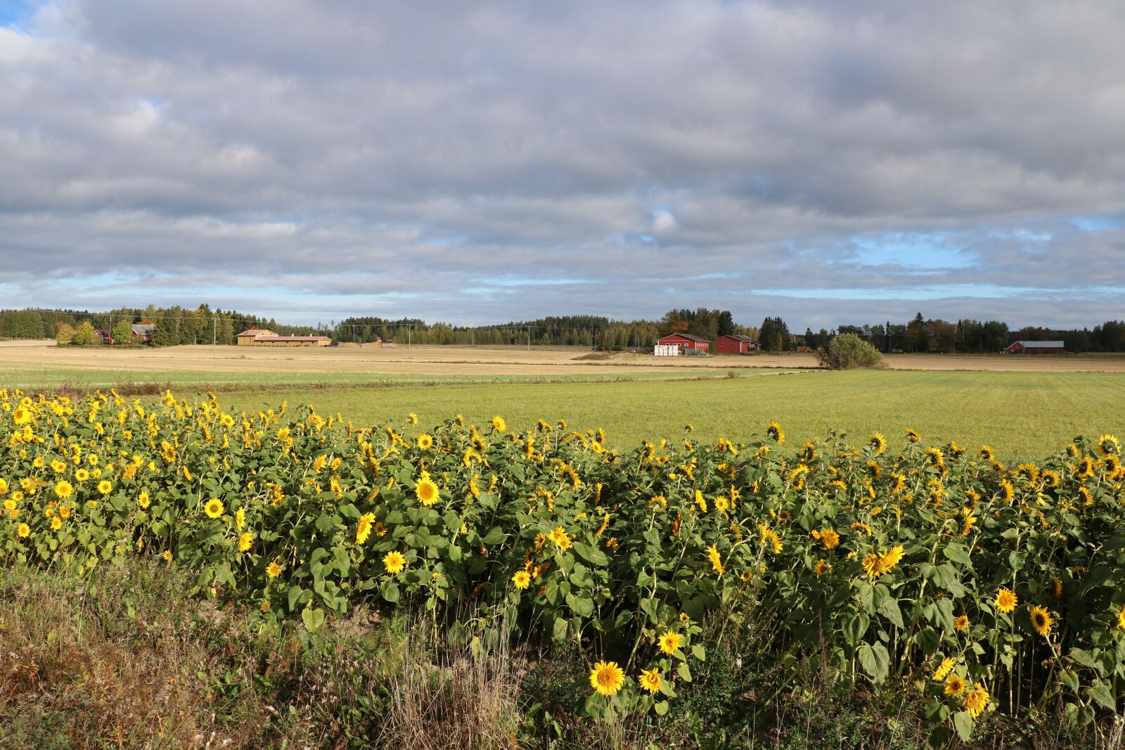 Canon EOS 750D (EOS Rebel T6i / EOS Kiss X8i) sample photo. Sunflower, field, countryside photography