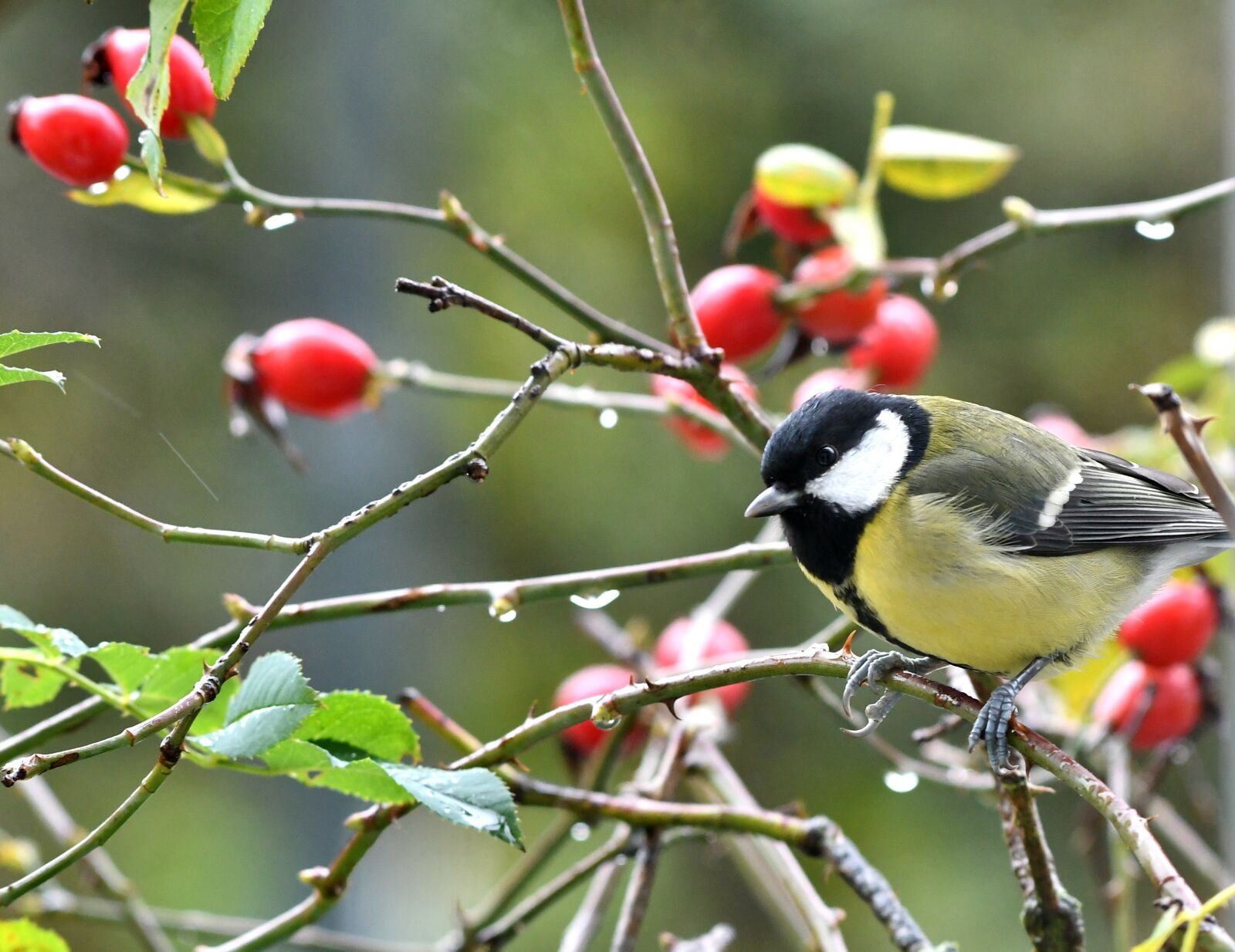 Nikon D500 sample photo. Great tit, rosehips, bush photography