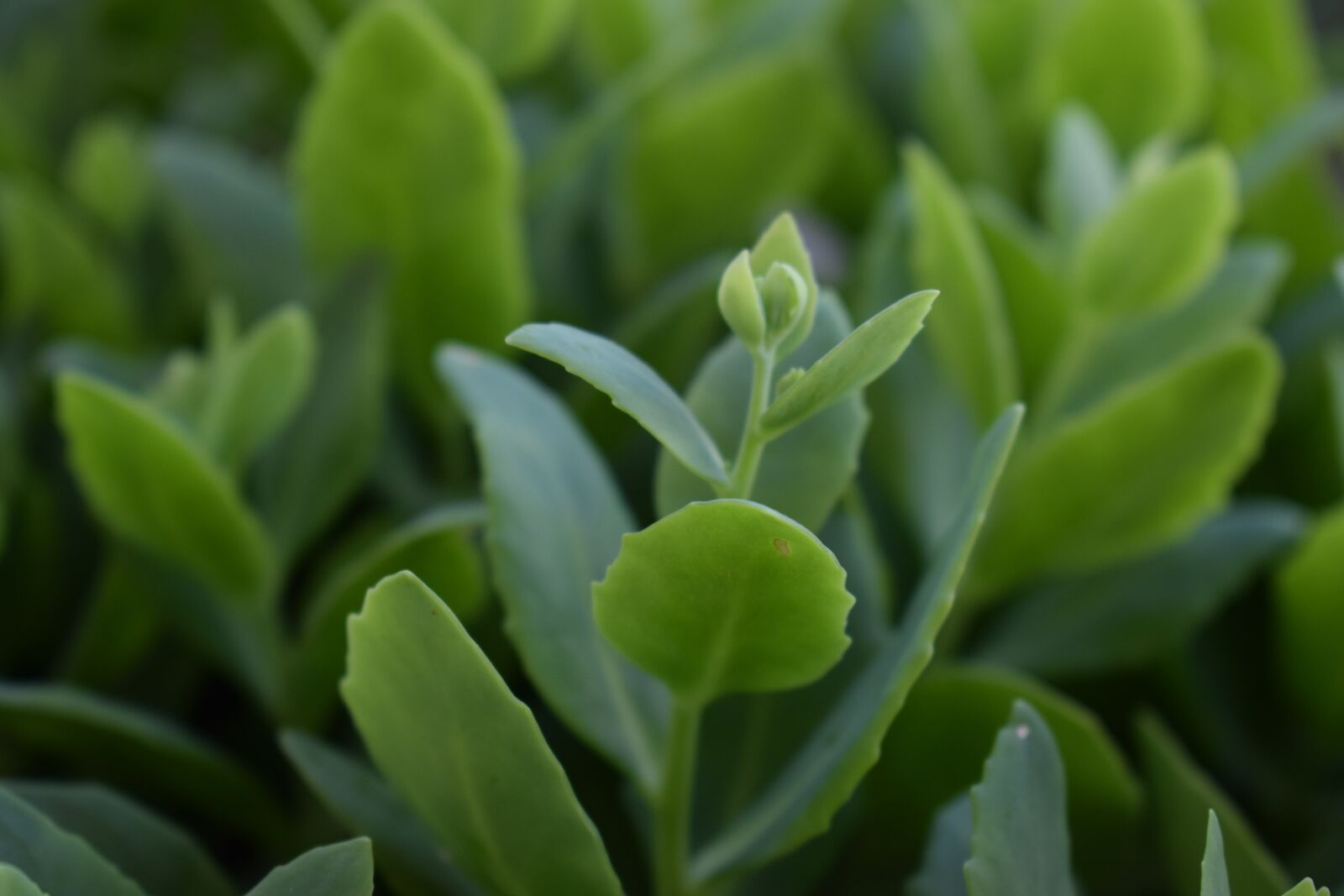 Nikon D3300 sample photo. Succulents, green leaf, fresh photography