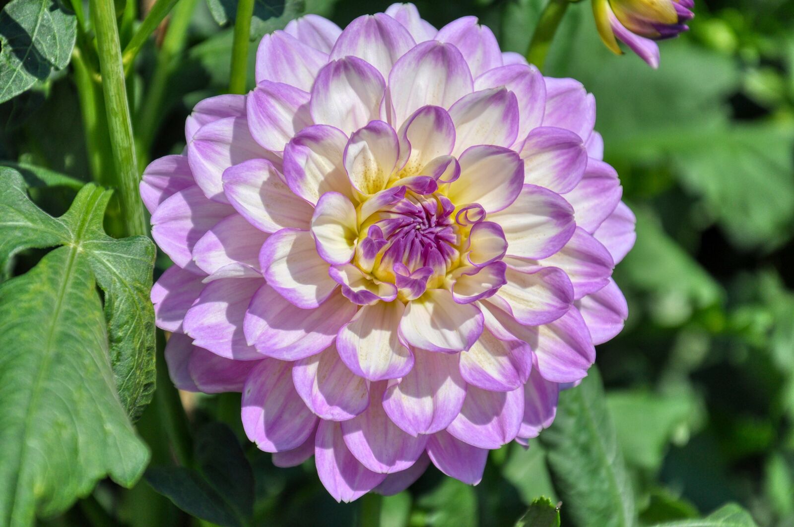 Nikon D5000 sample photo. Filled dahlia, dahlia, blossom photography
